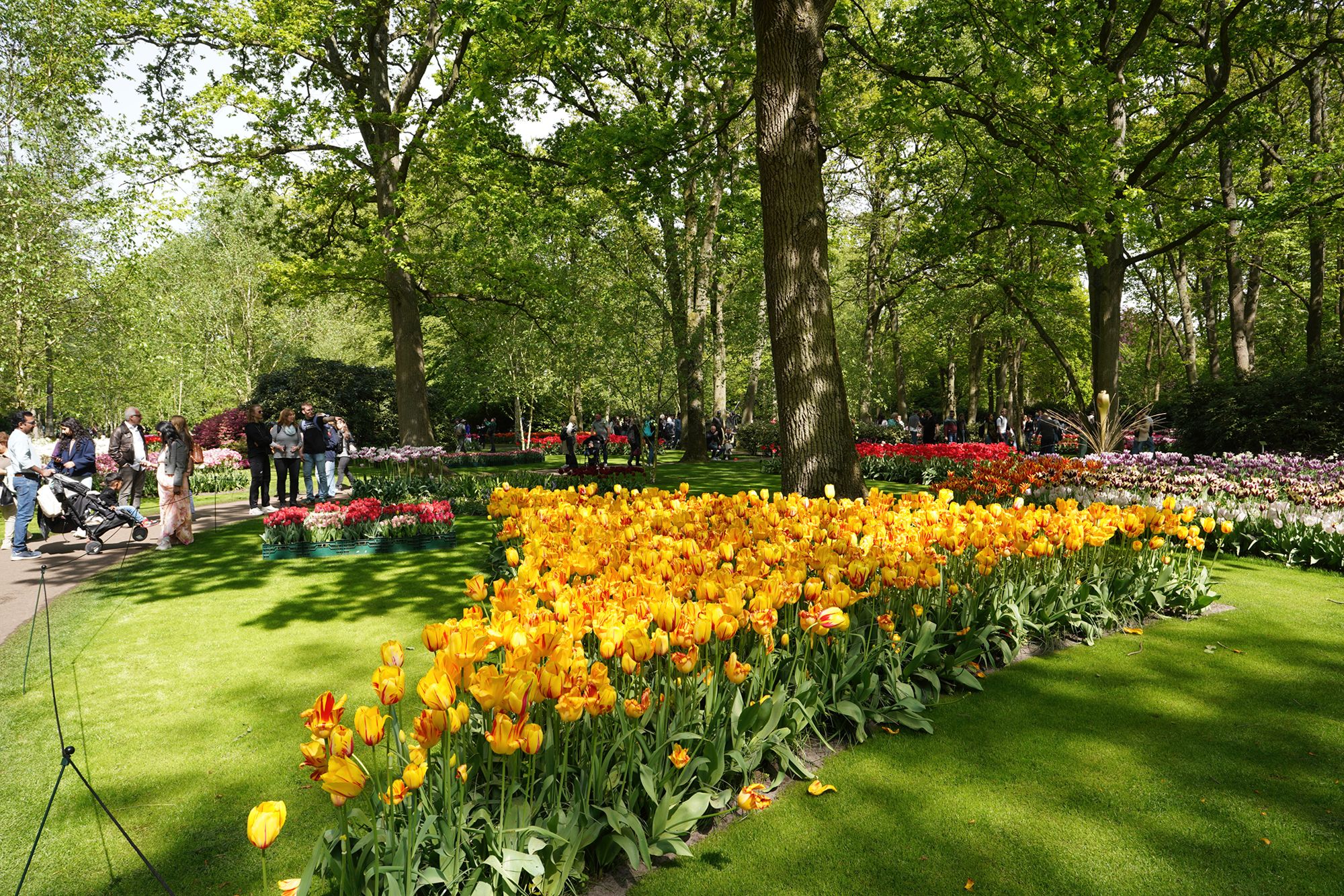 Tulip Garden II (128)
