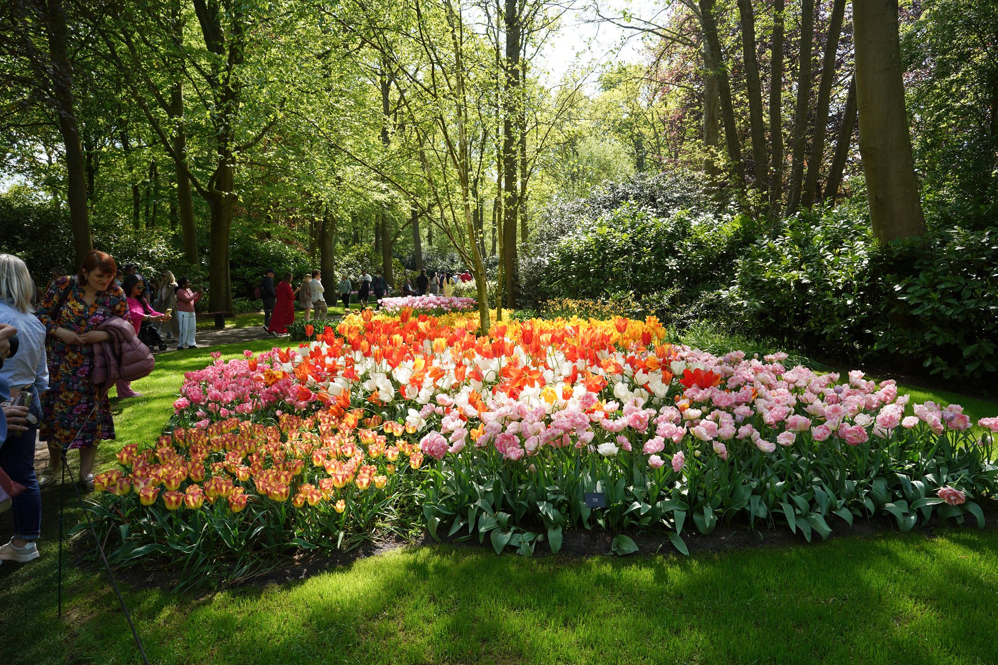 Tulip Garden II (129)