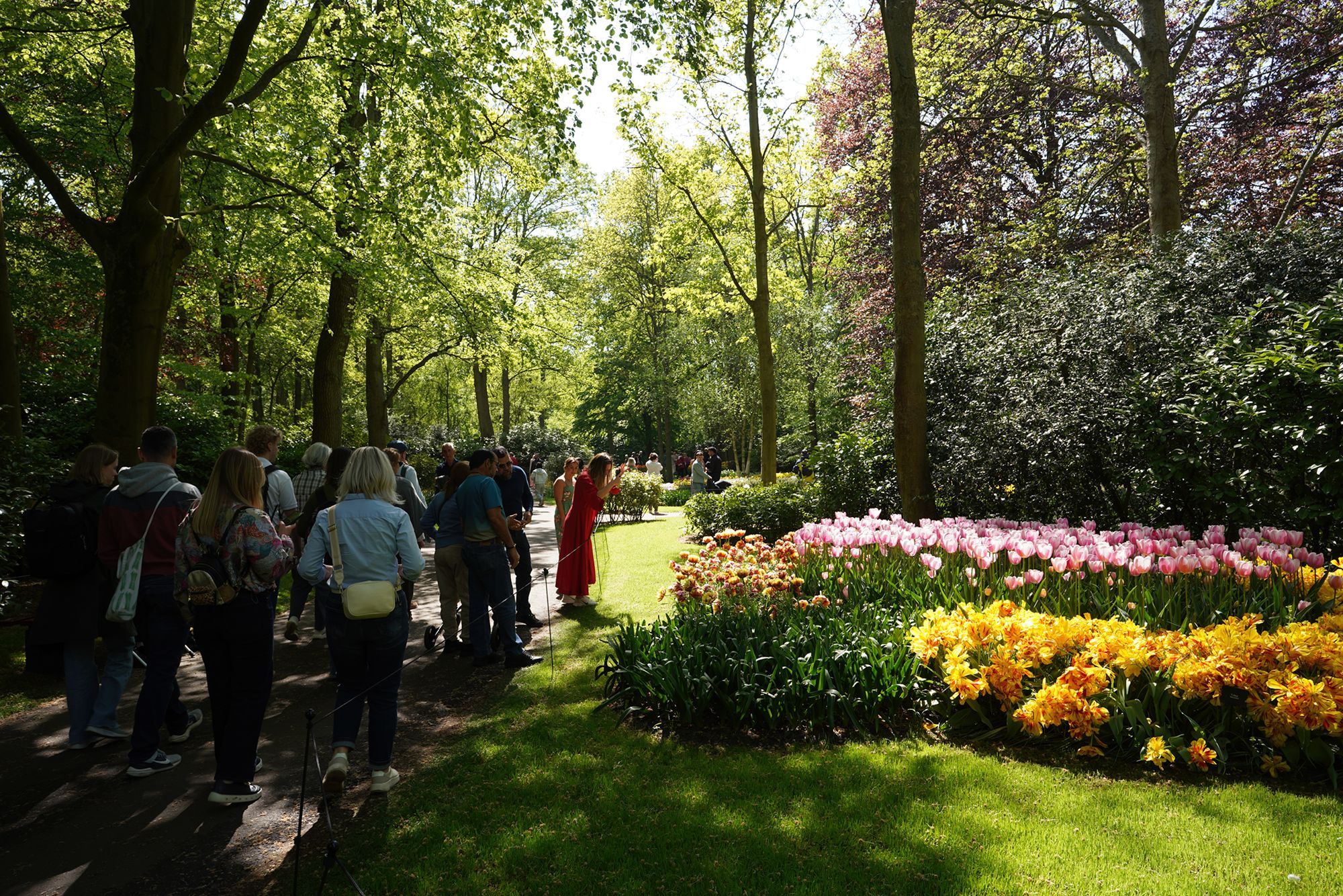 Tulip Garden II (130)