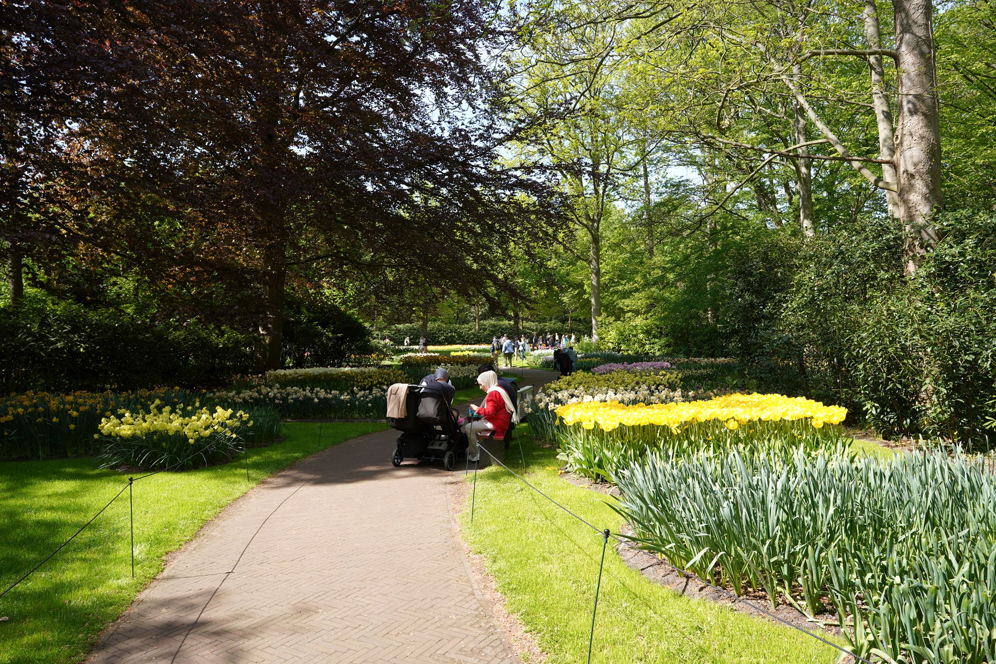 Tulip Garden II (131)