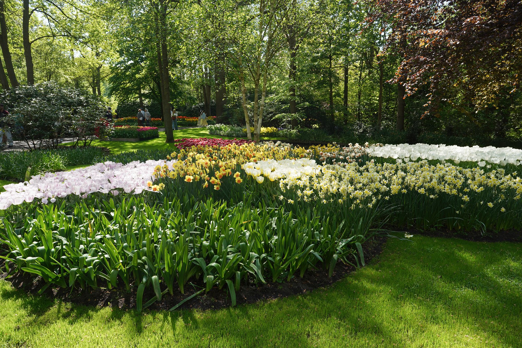 Tulip Garden II (132)