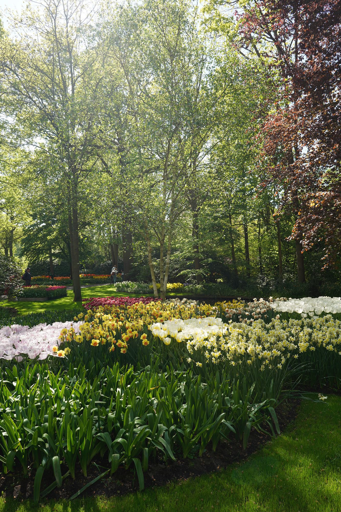 Tulip Garden II (133)