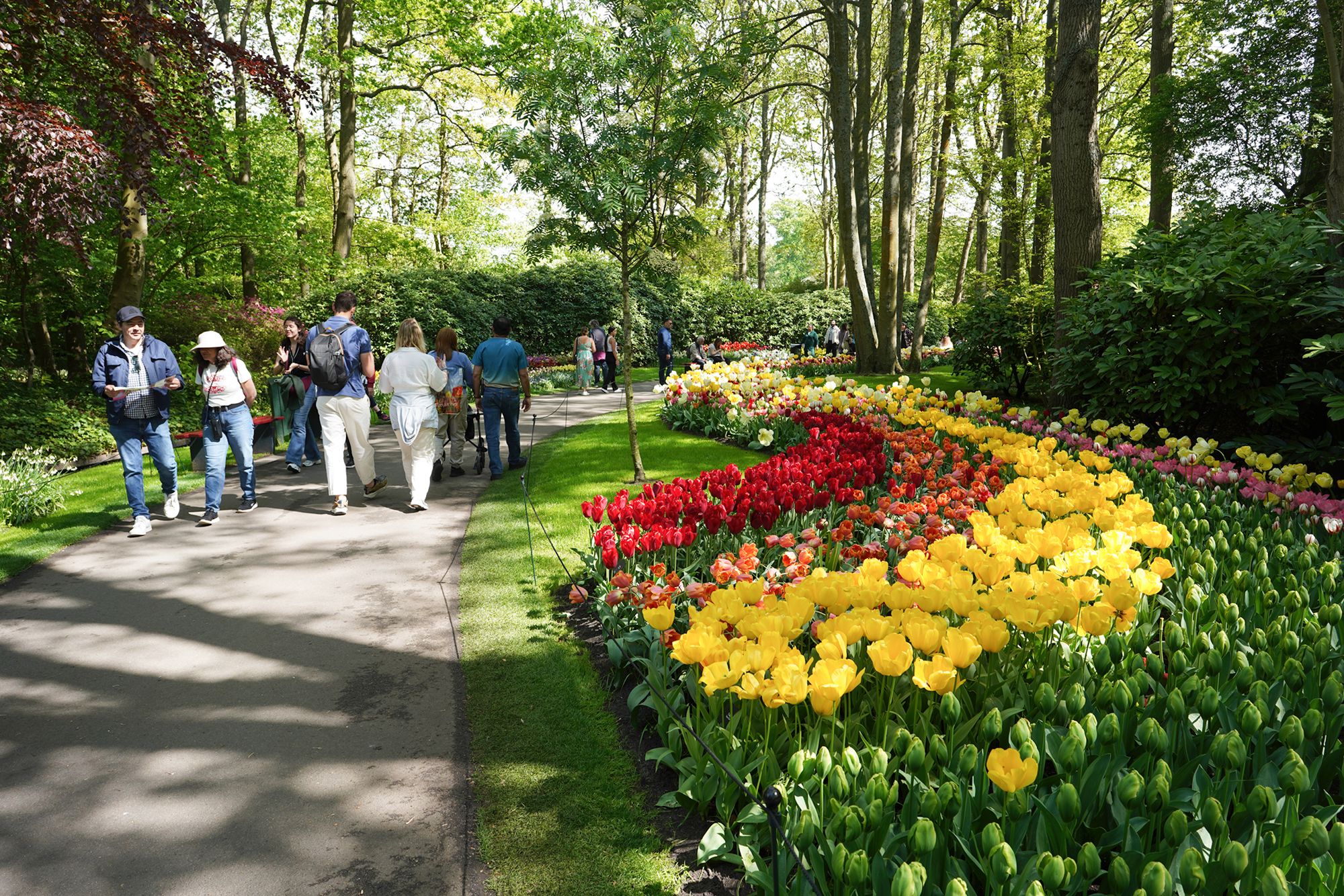 Tulip Garden II (134)