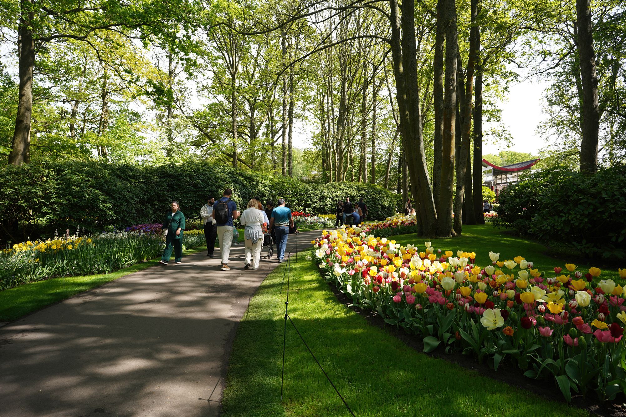 Tulip Garden II (135)