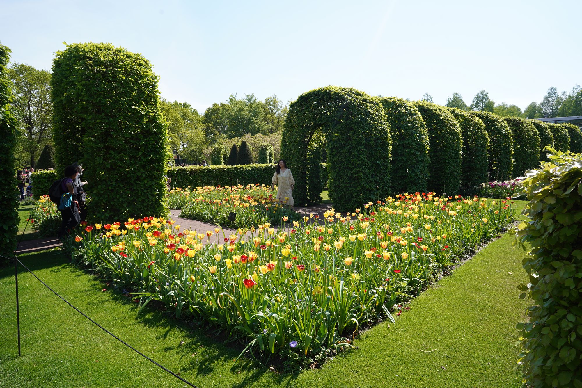 Tulip Garden II (140)