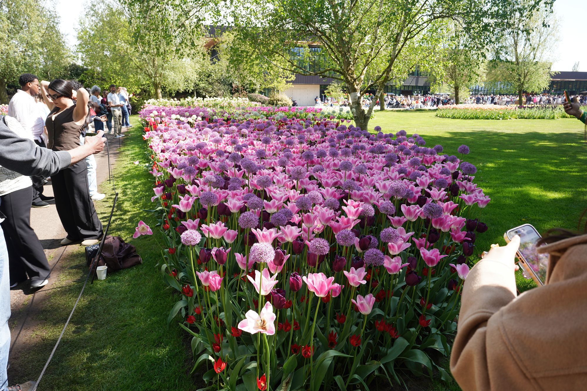 Tulip Garden II (142)
