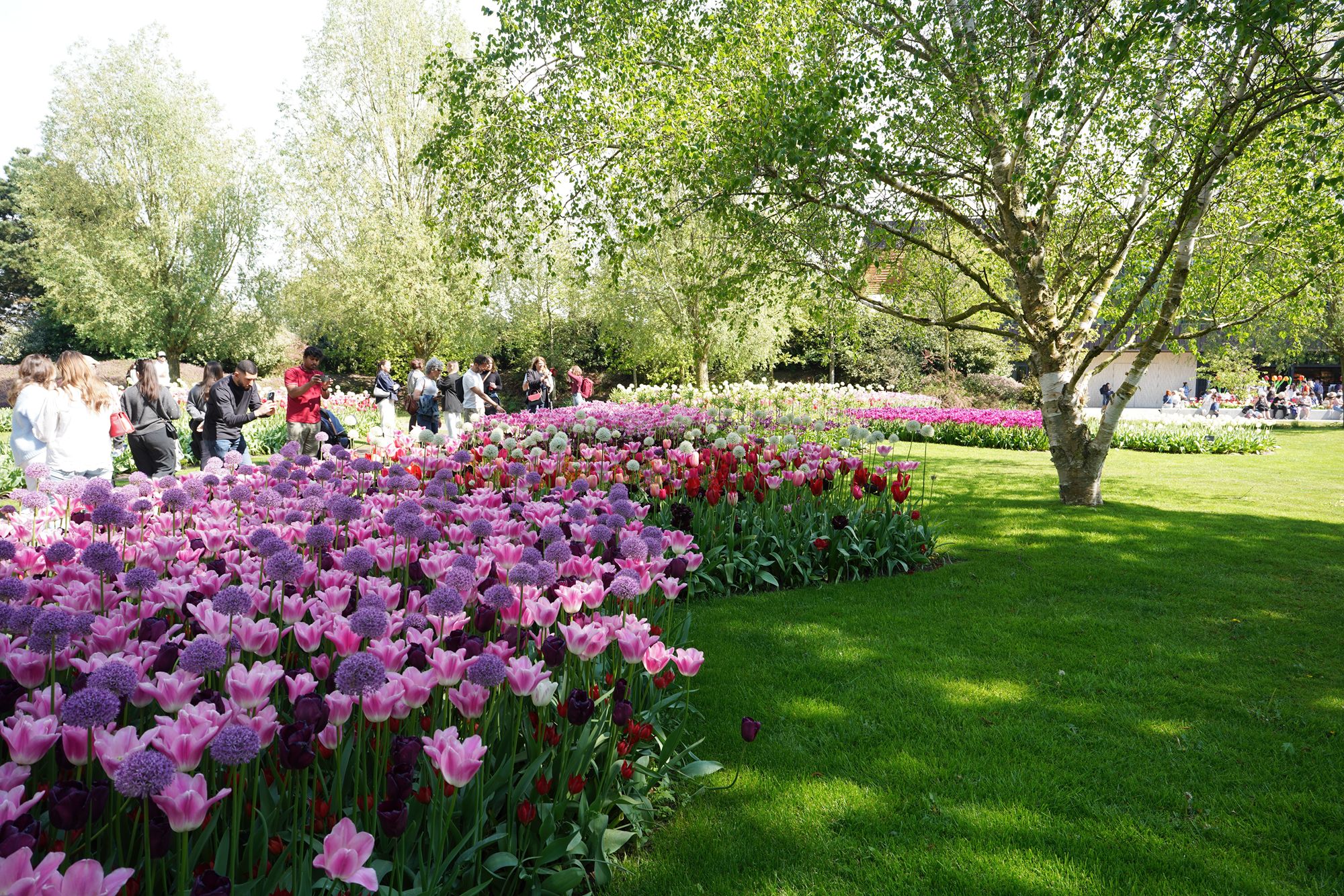Tulip Garden II (143)