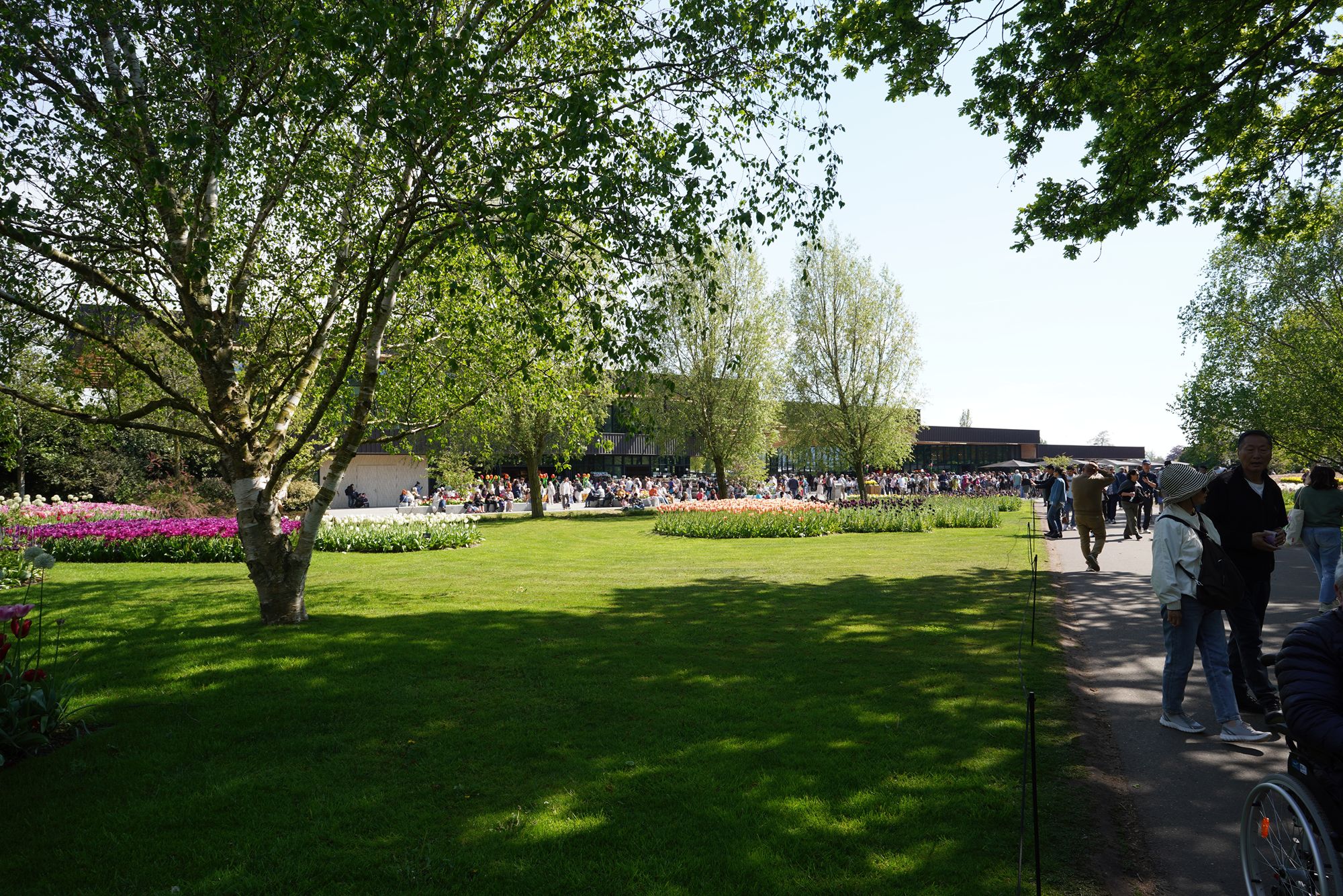 Tulip Garden II (144)