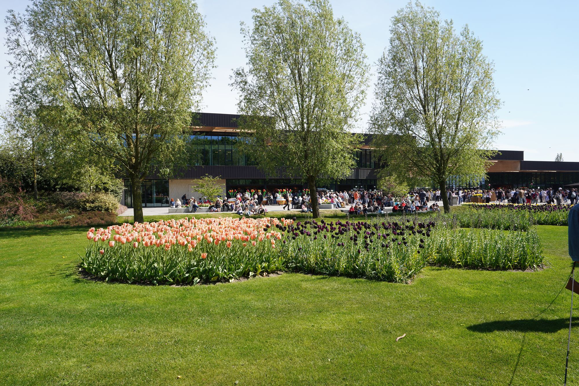 Tulip Garden II (145)