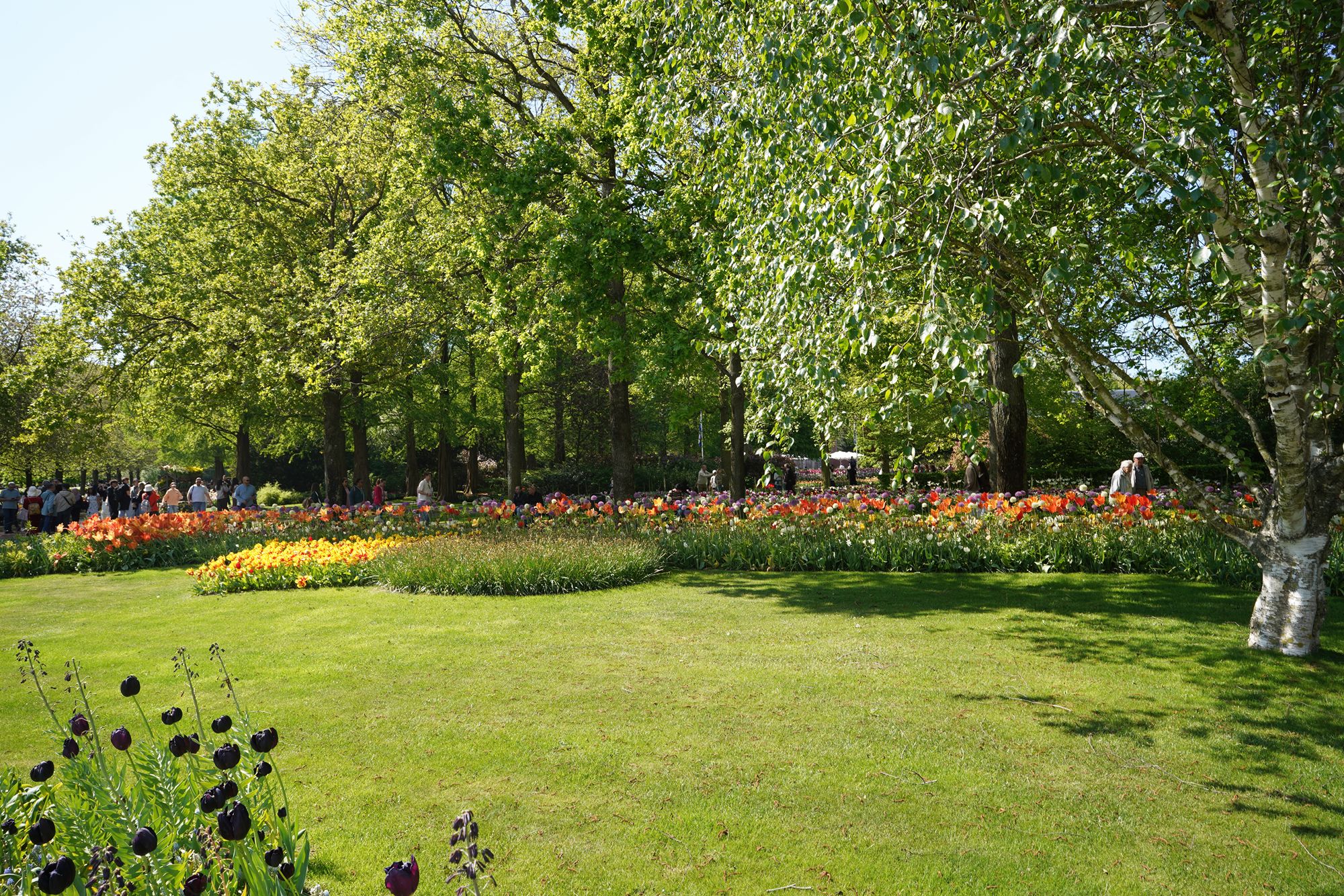 Tulip Garden II (146)