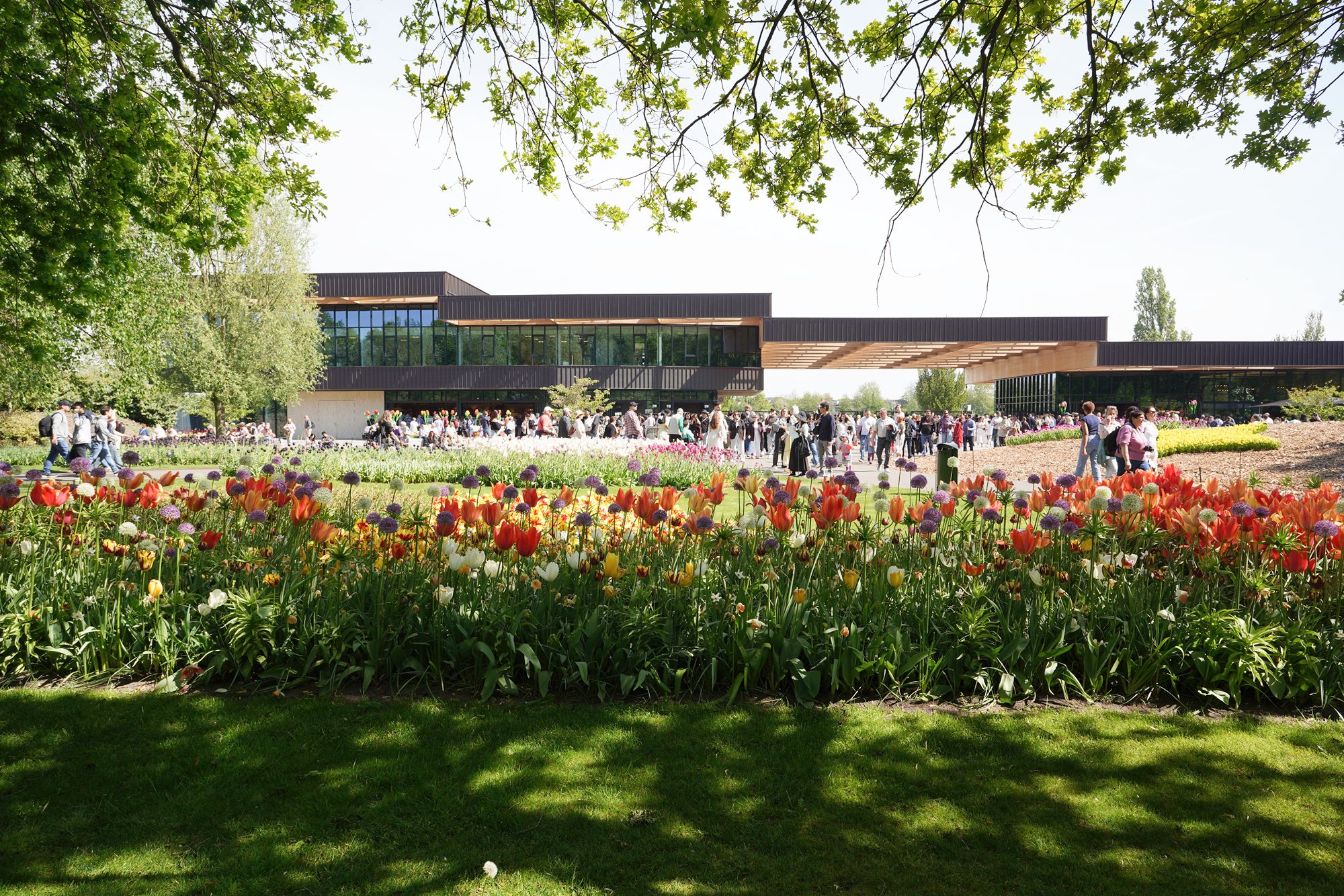 Tulip Garden II (149)