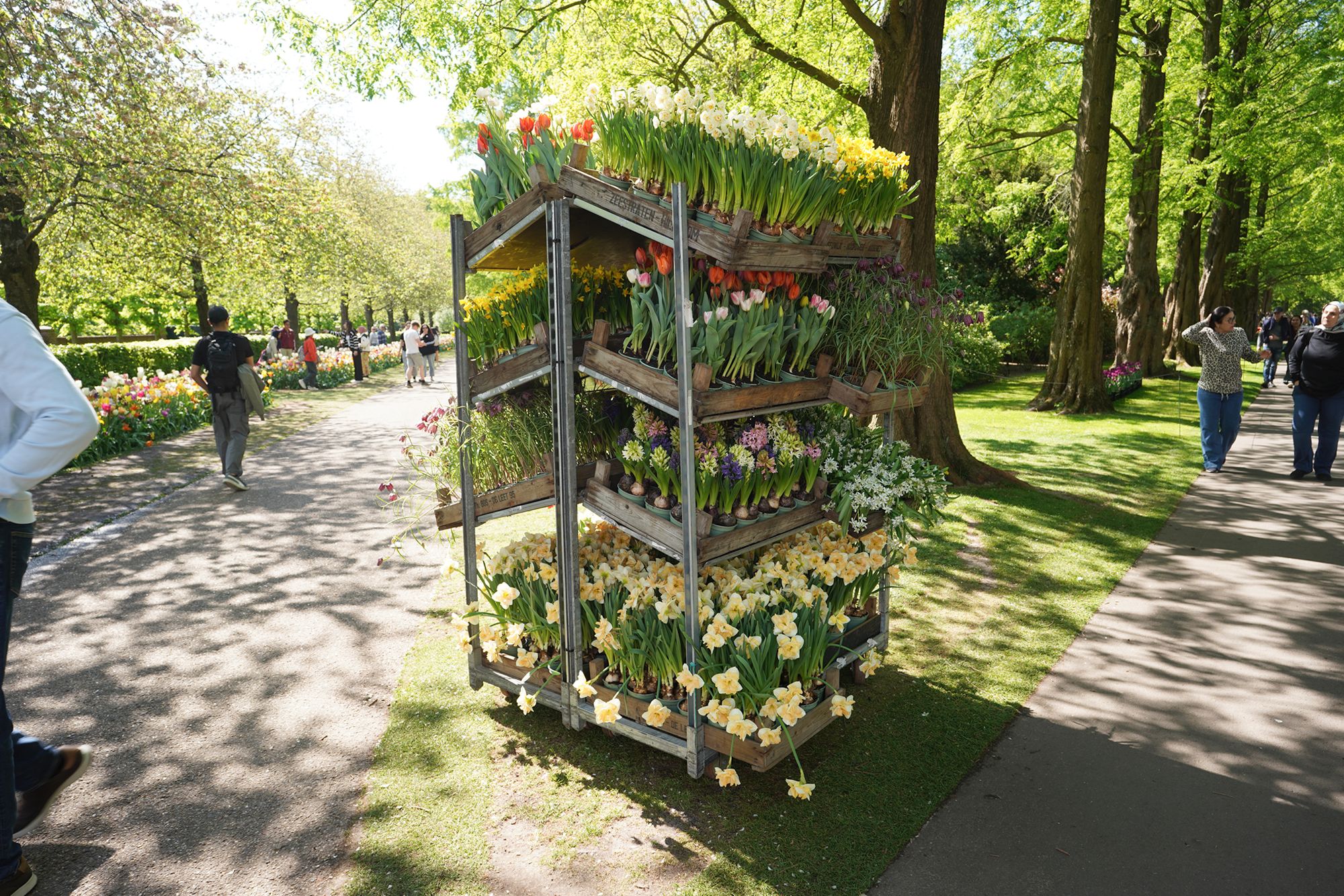 Tulip Garden II (150)