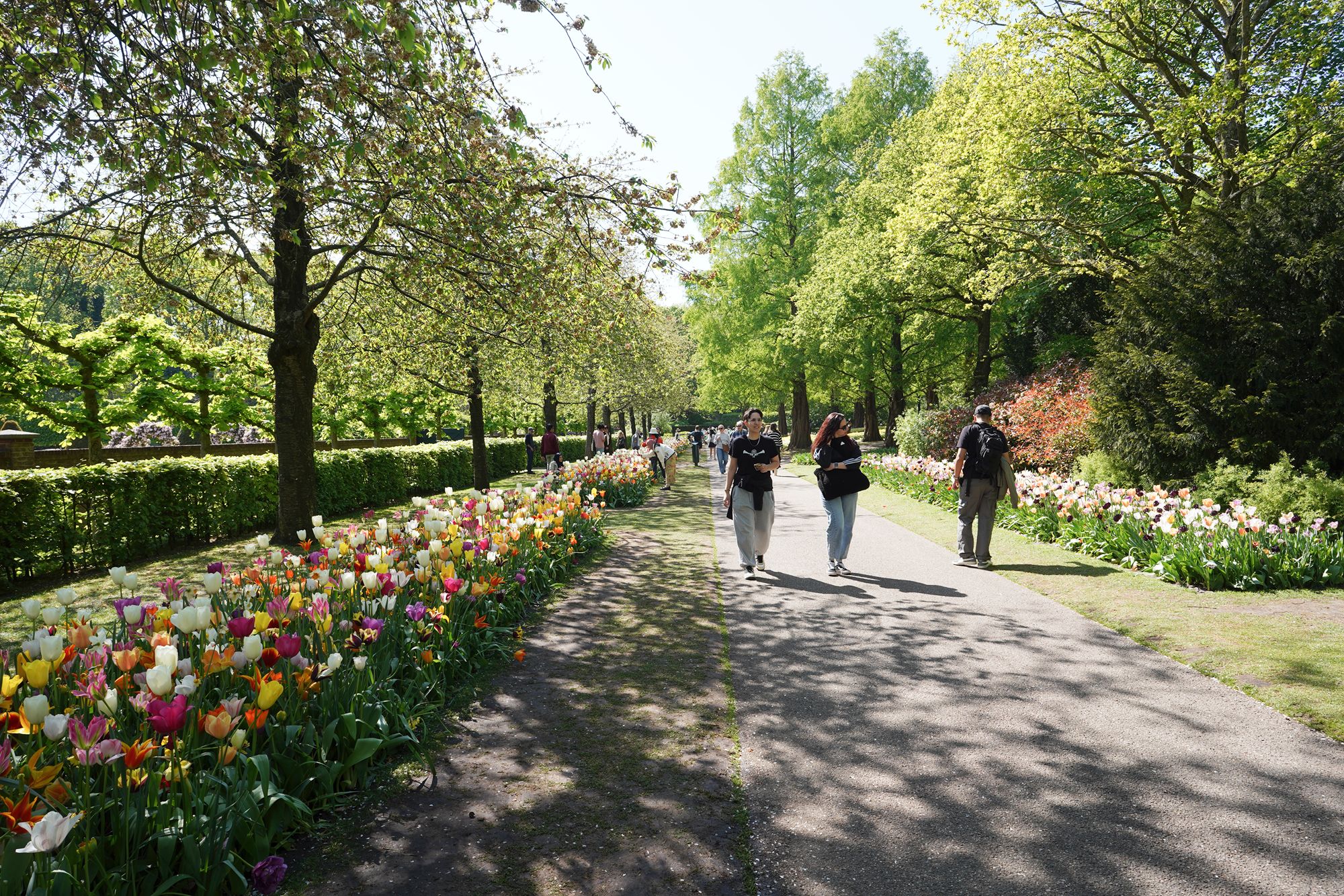 Tulip Garden II (151)