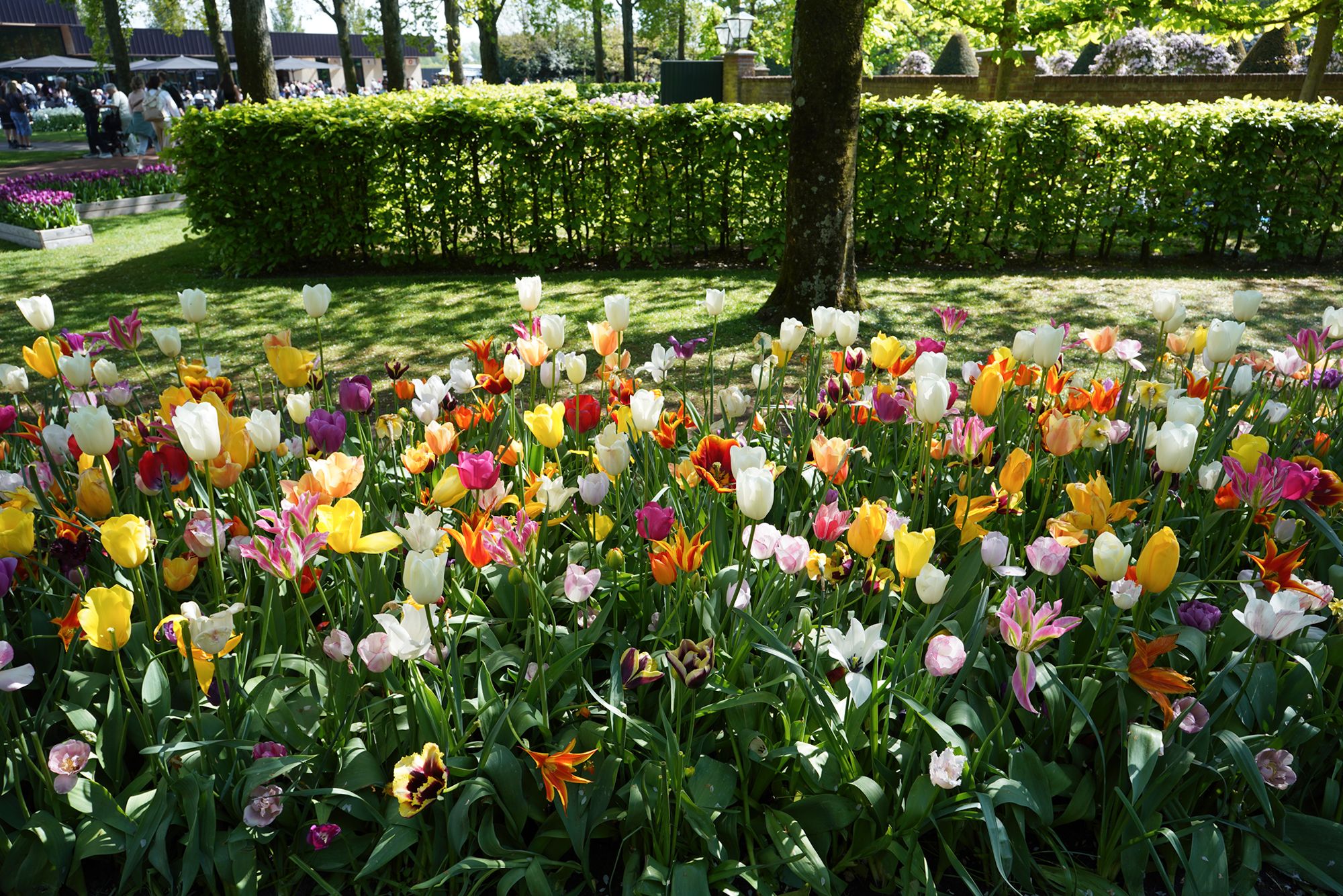 Tulip Garden II (152)