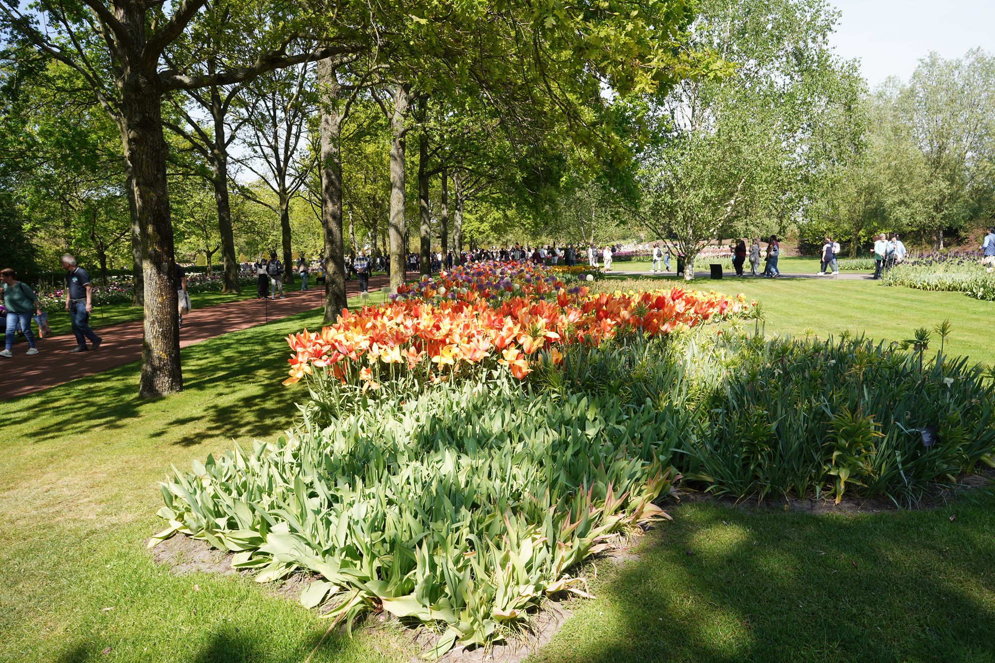 Tulip Garden II (154)