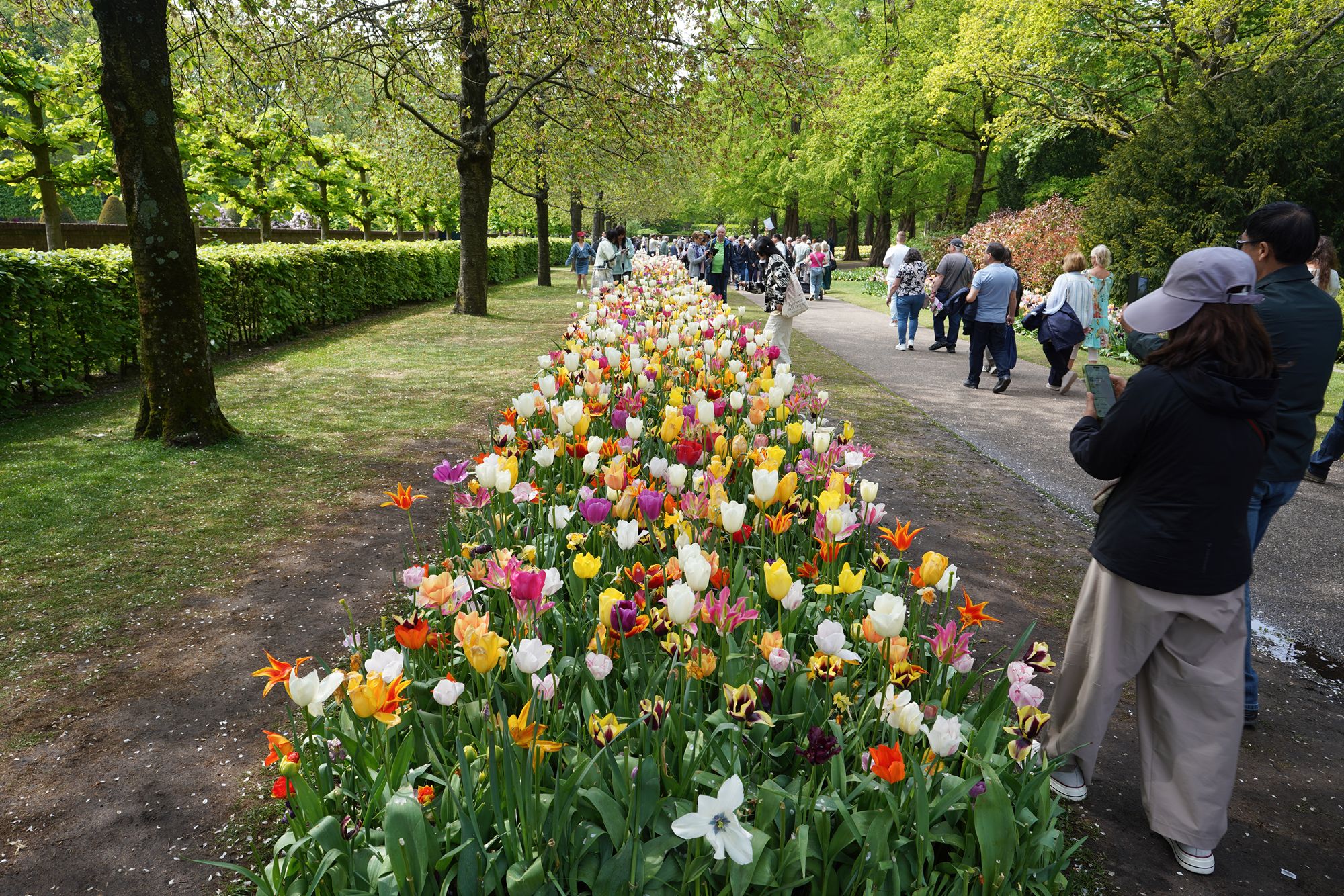 Tulip Garden II (18)