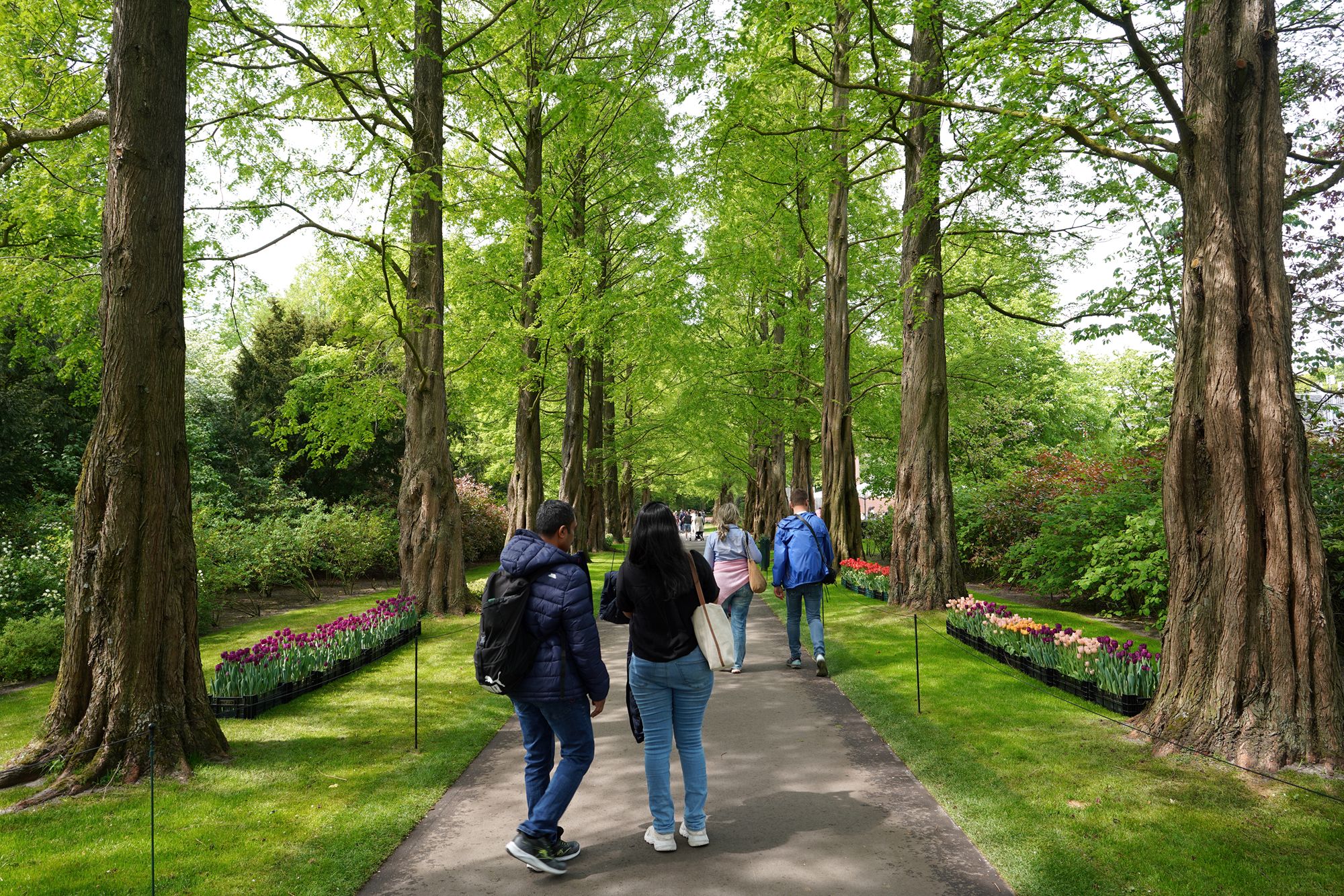 Tulip Garden II (19)