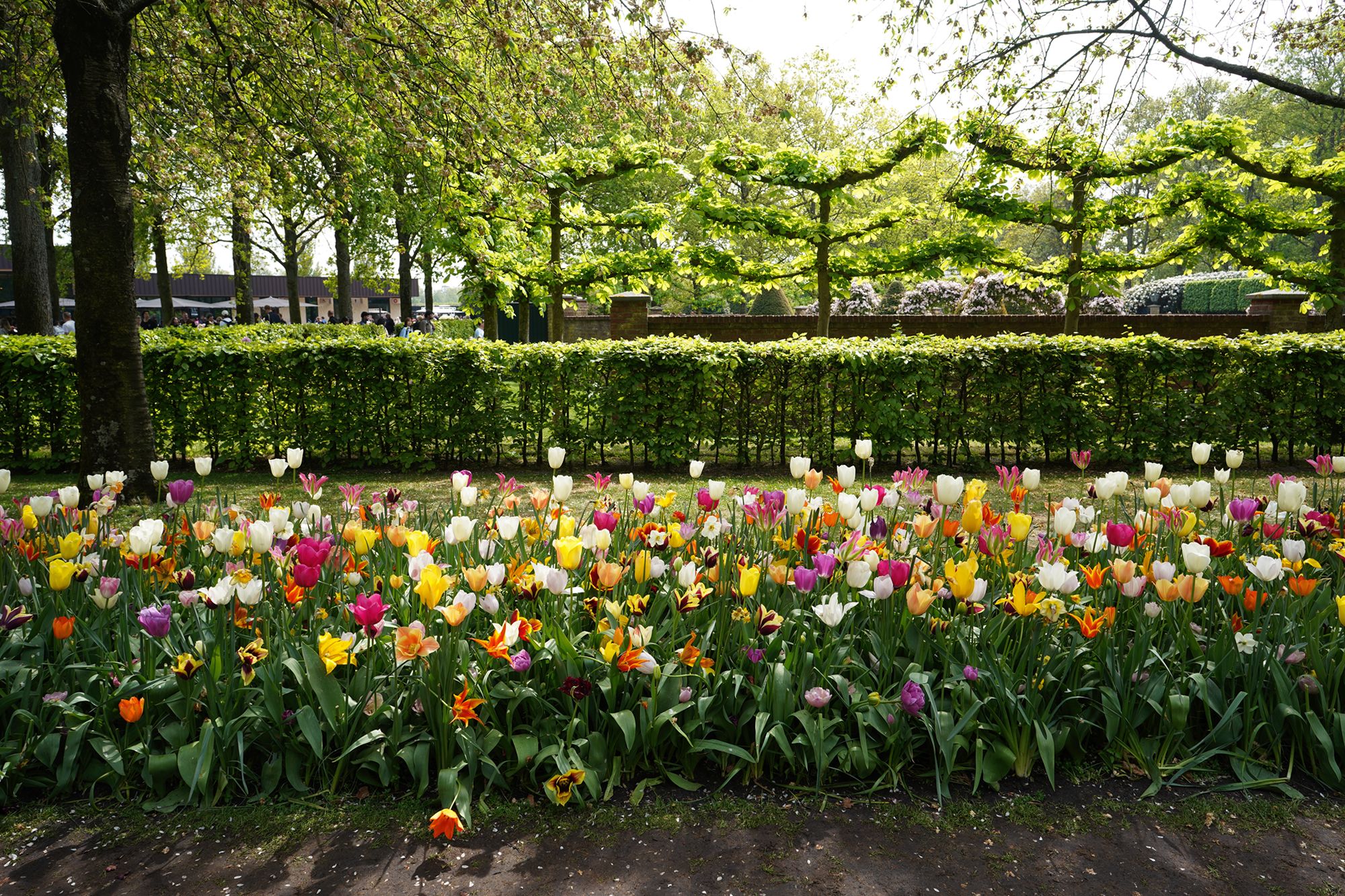 Tulip Garden II (20)