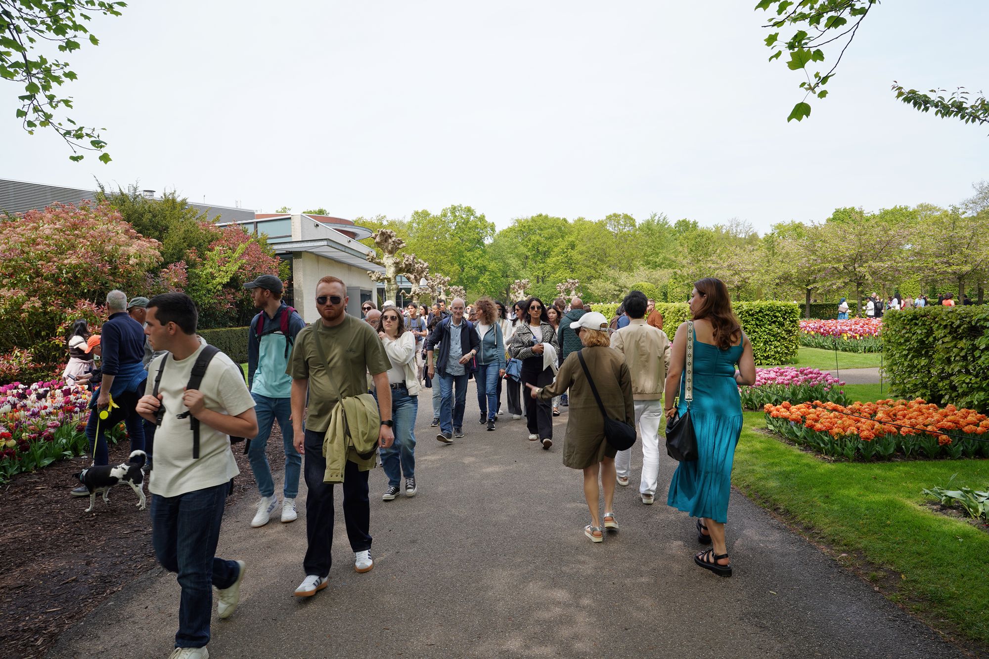 Tulip Garden II (23)