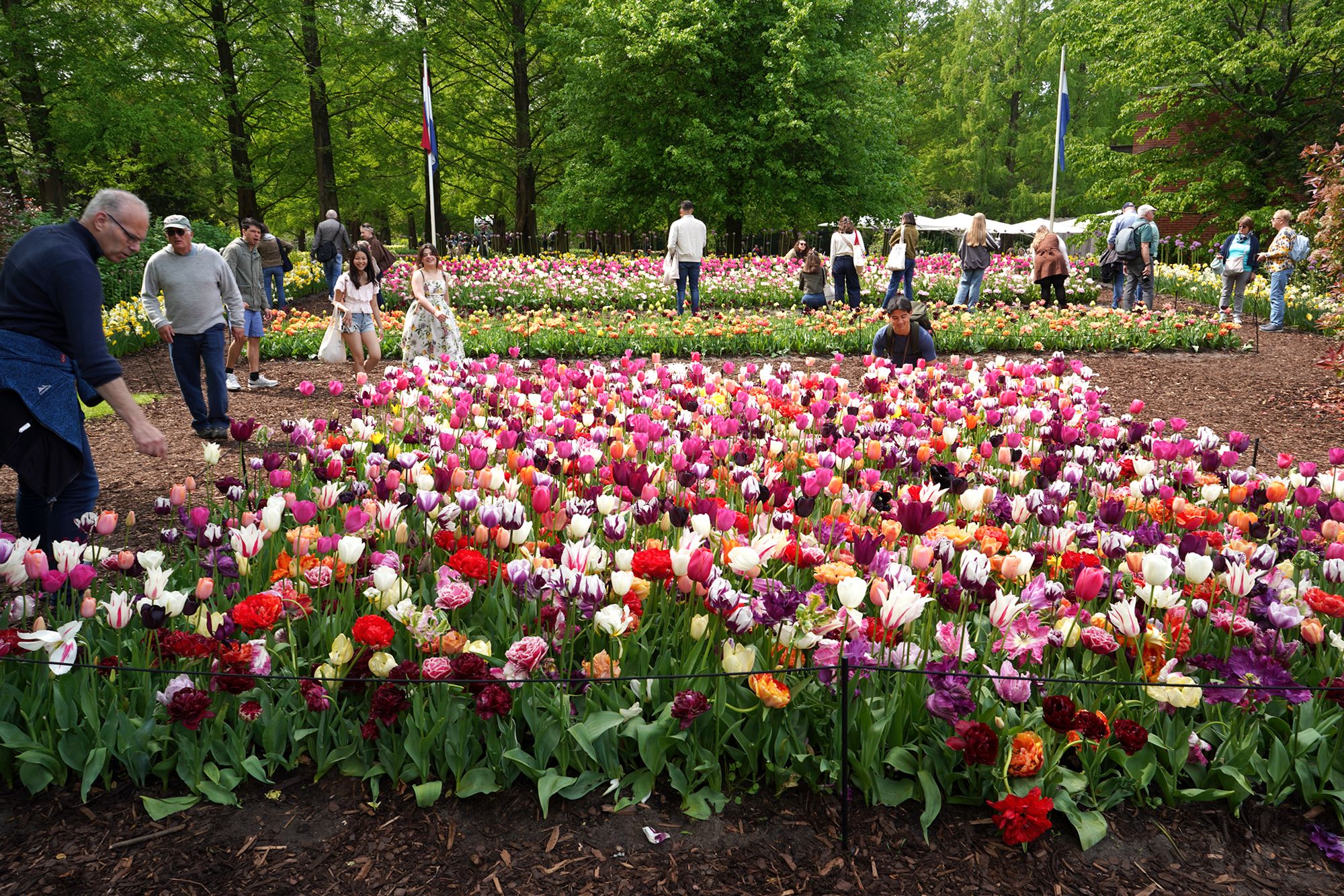Tulip Garden II (24)
