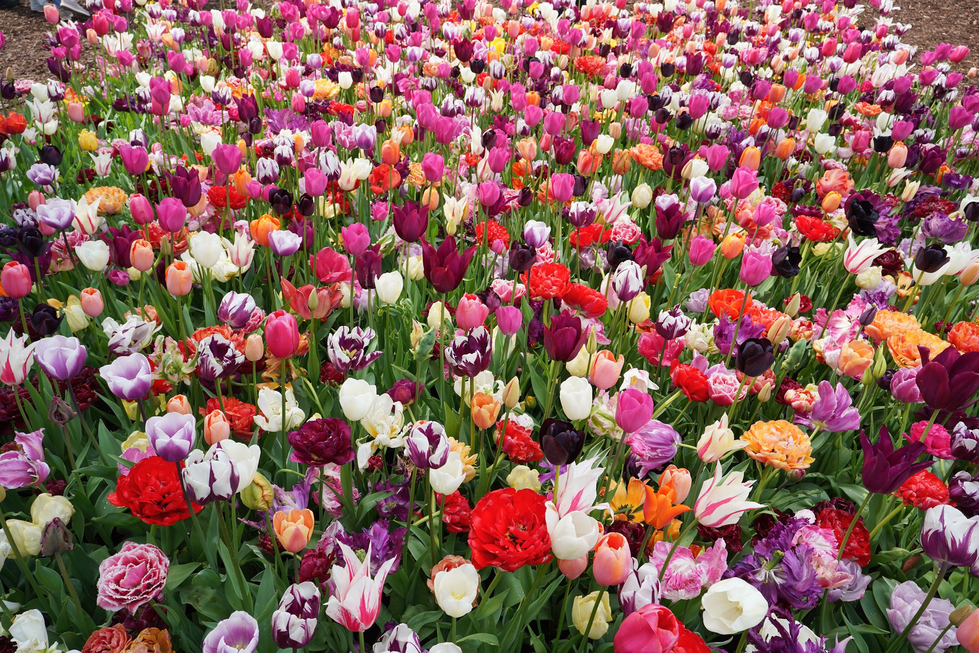 Tulip Garden II (25)
