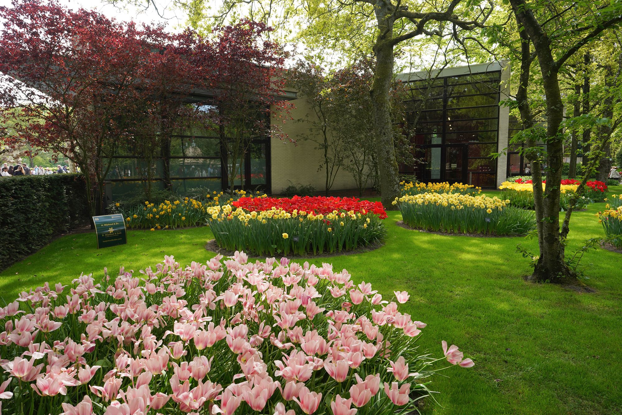 Tulip Garden II (27)