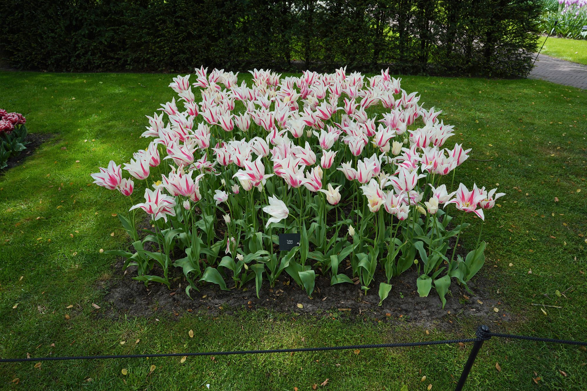 Tulip Garden II (29)