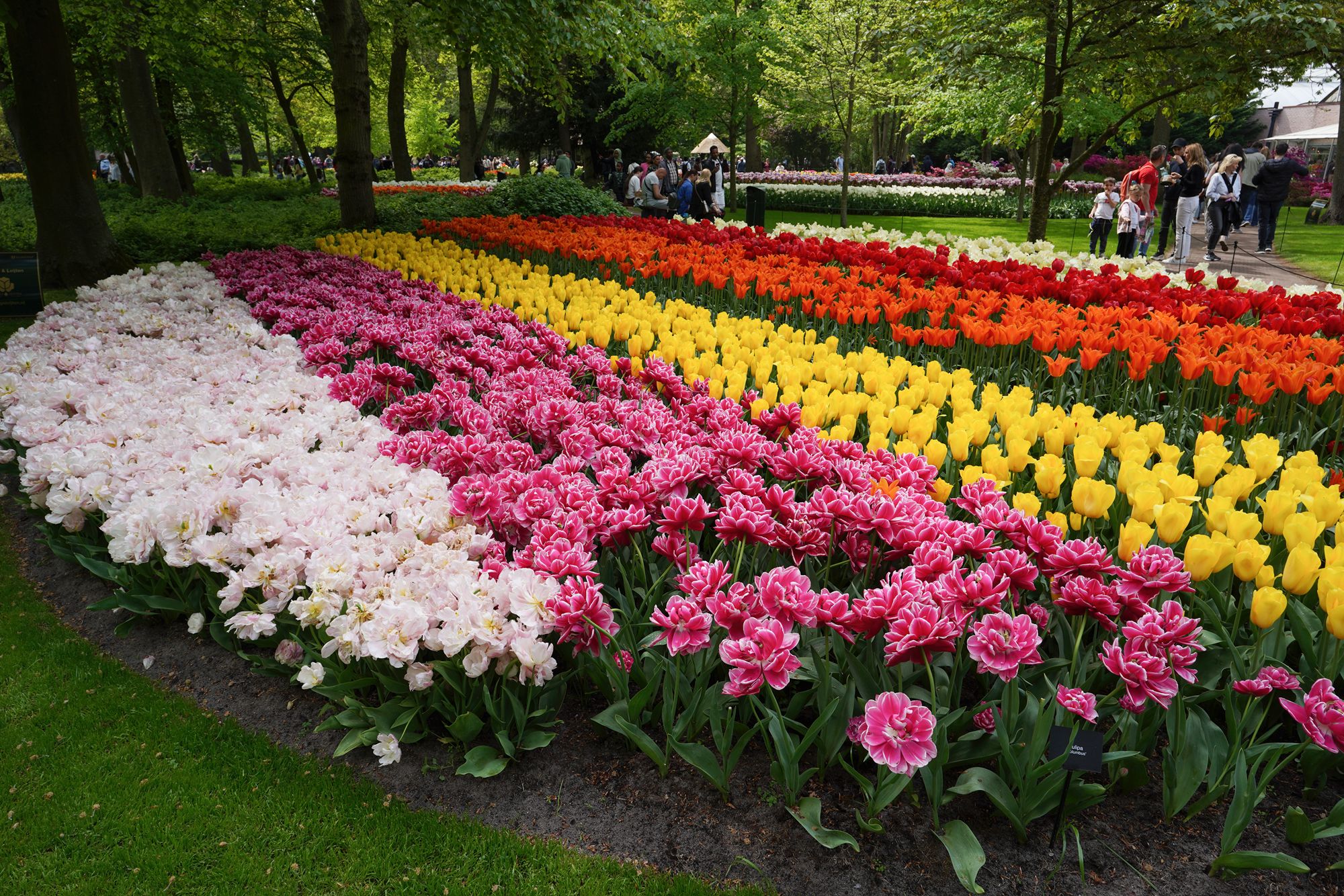 Tulip Garden II (31)