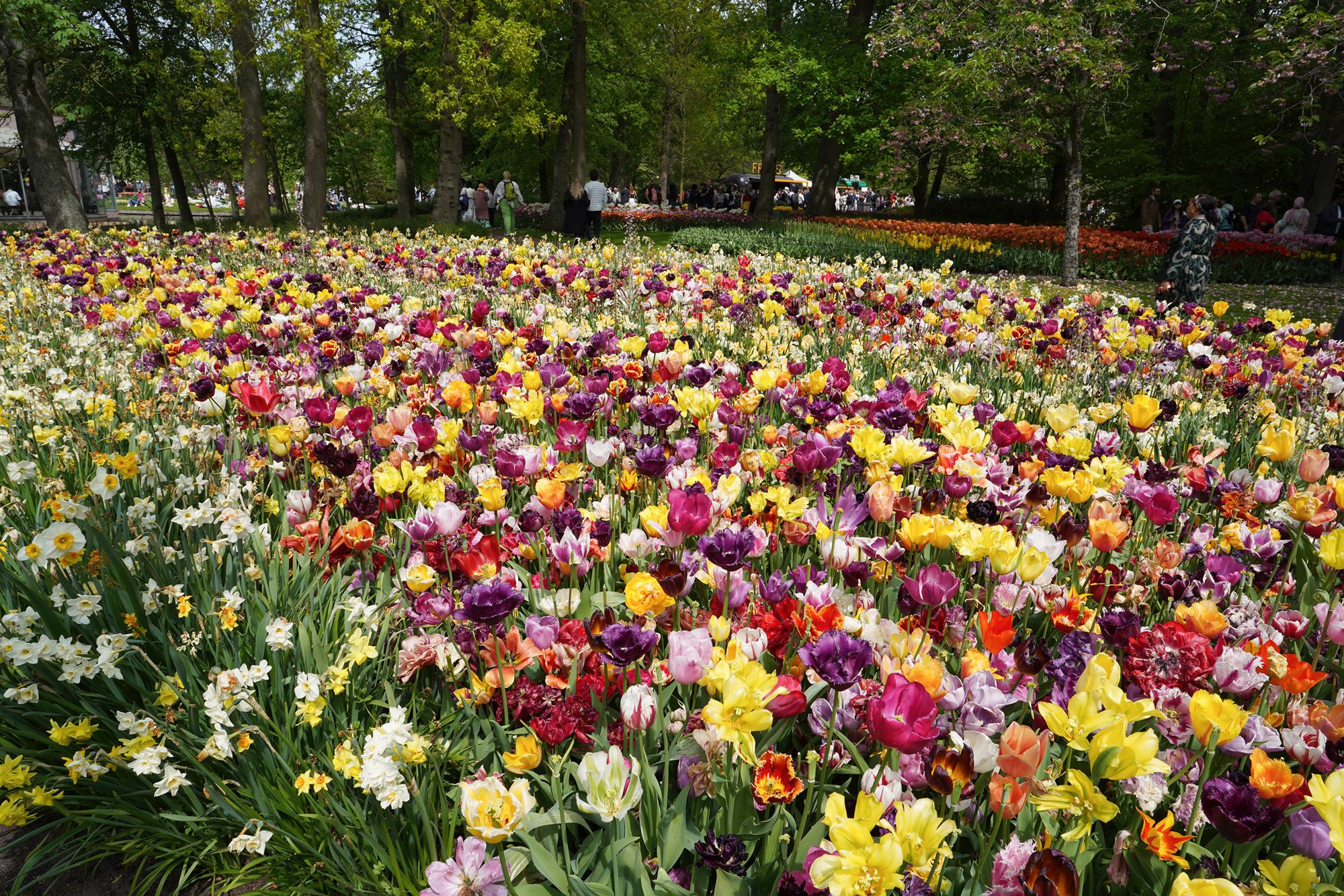 Tulip Garden II (32)