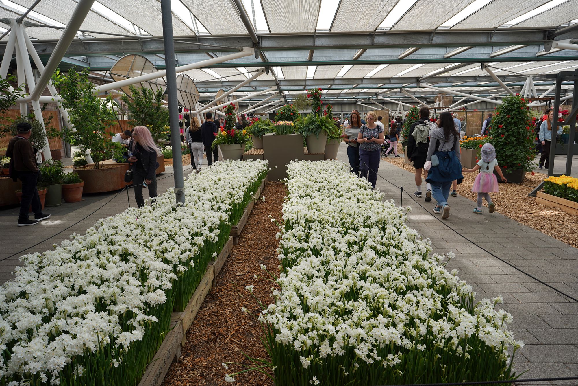Tulip Garden II (34)