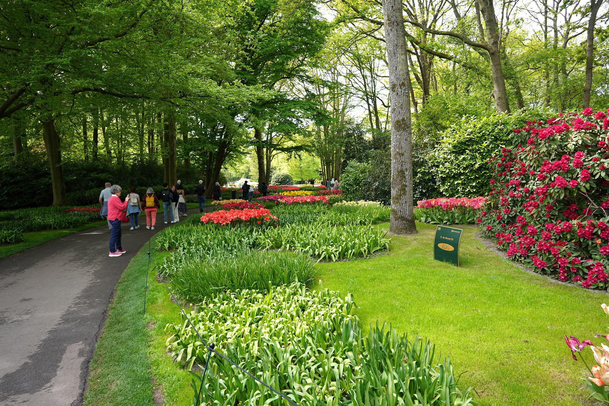 Tulip Garden II (37)
