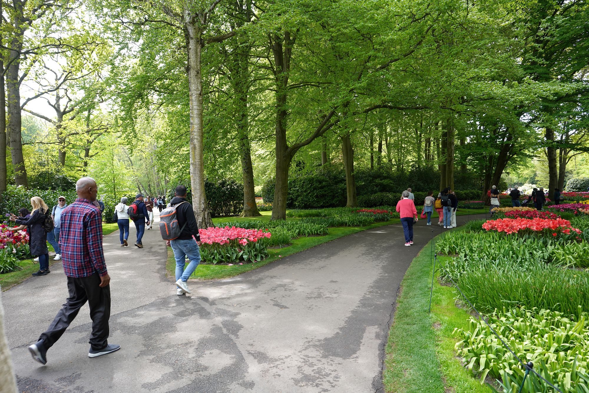 Tulip Garden II (38)