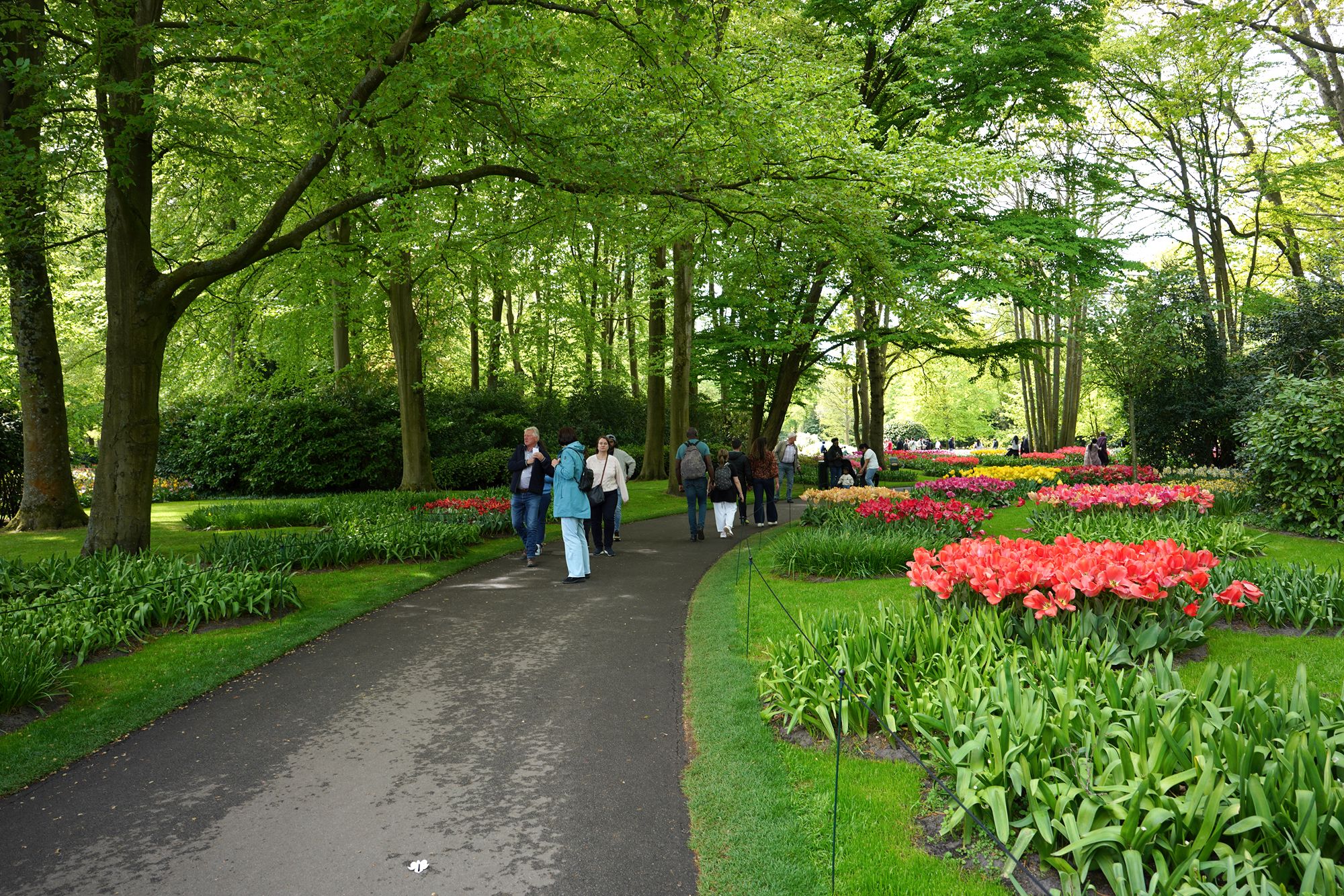 Tulip Garden II (39)