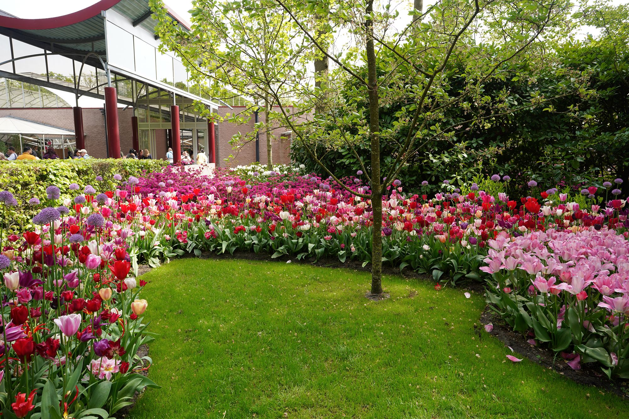 Tulip Garden II (40)
