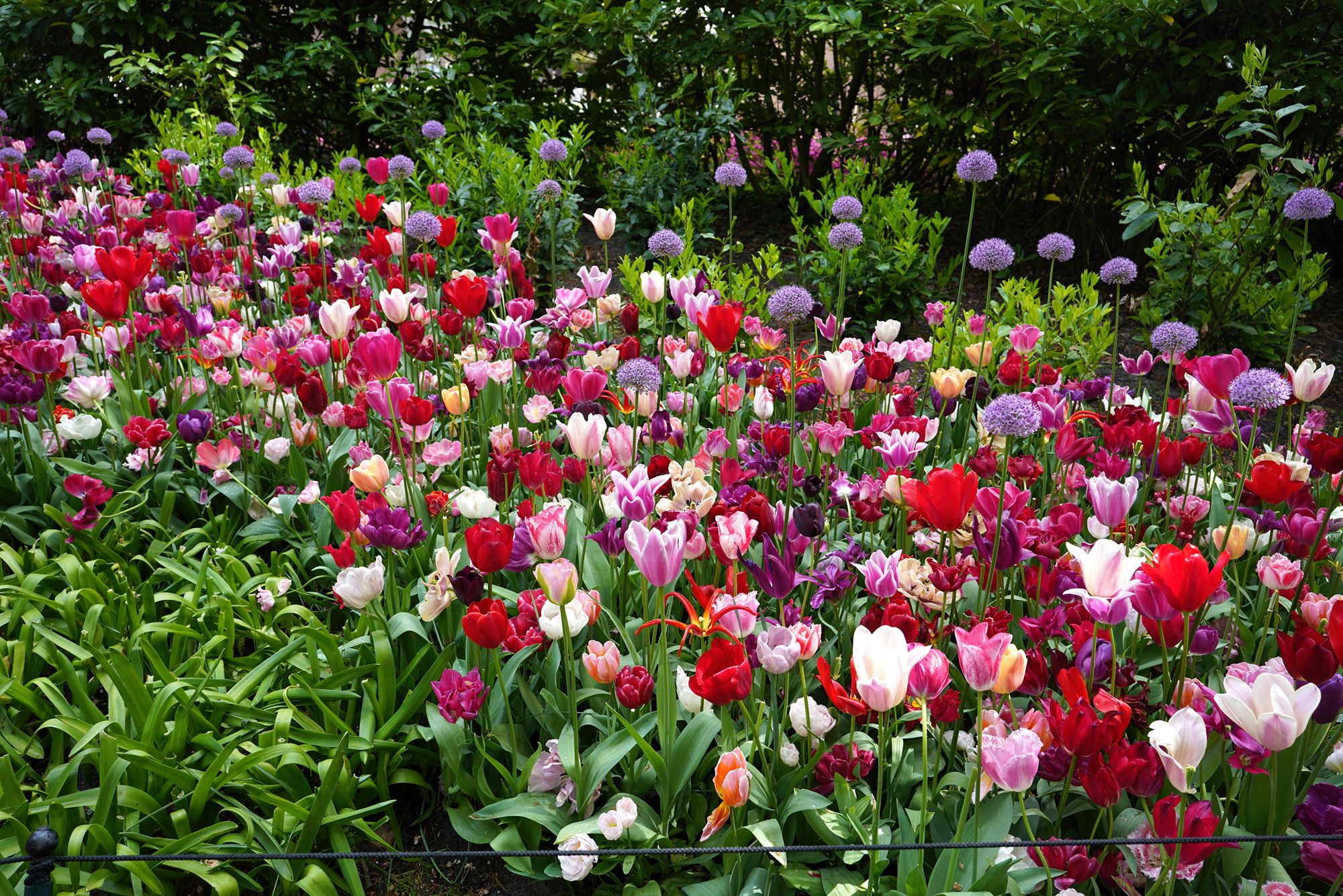 Tulip Garden II (41)