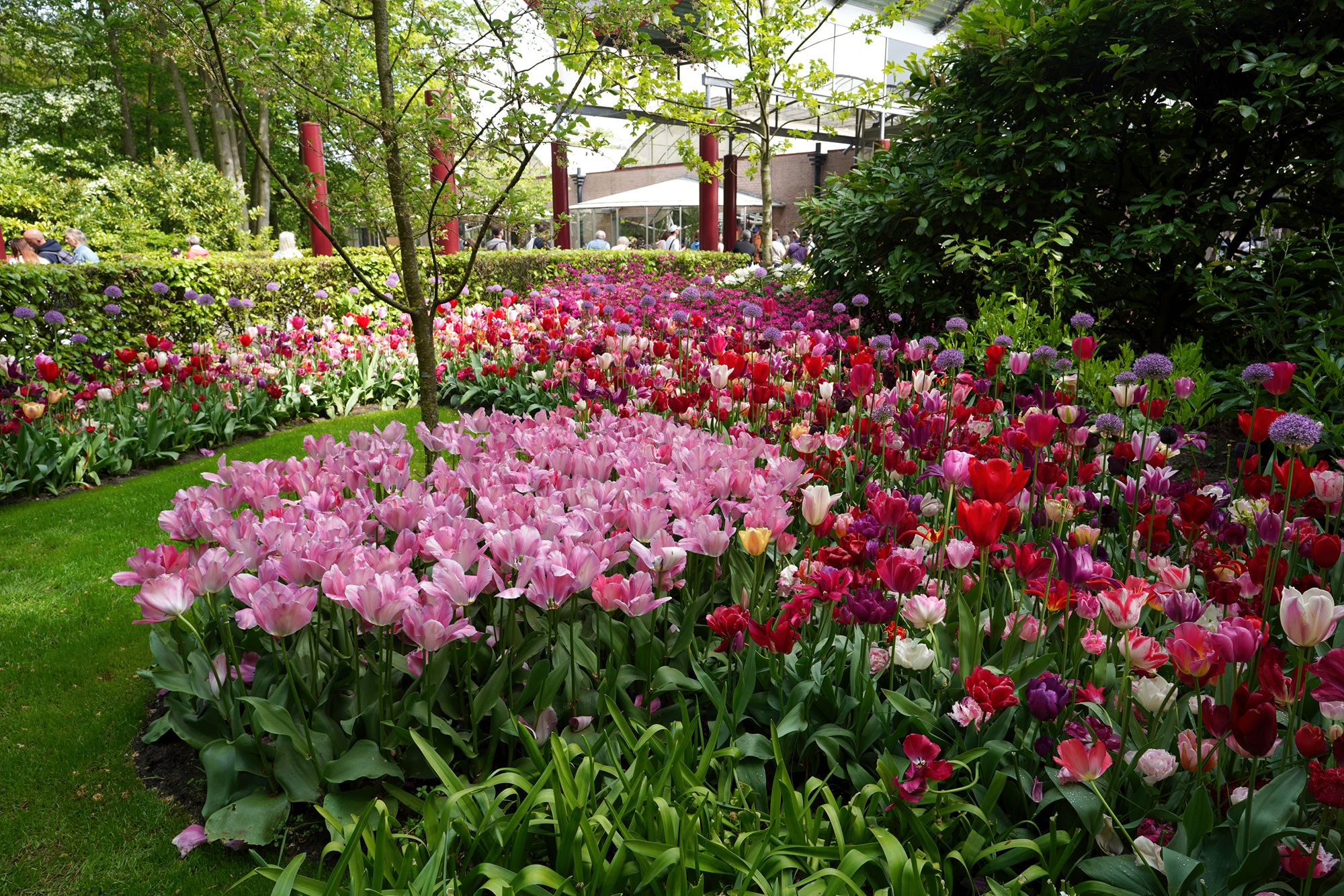 Tulip Garden II (42)