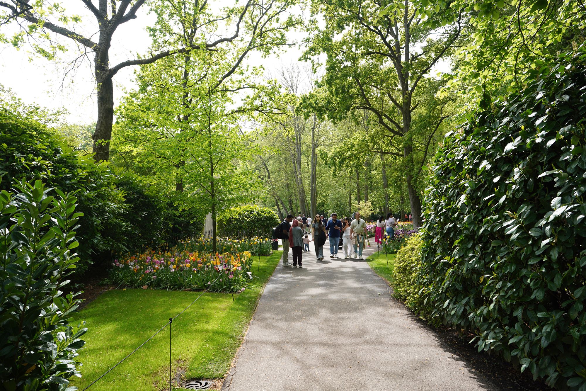 Tulip Garden II (43)