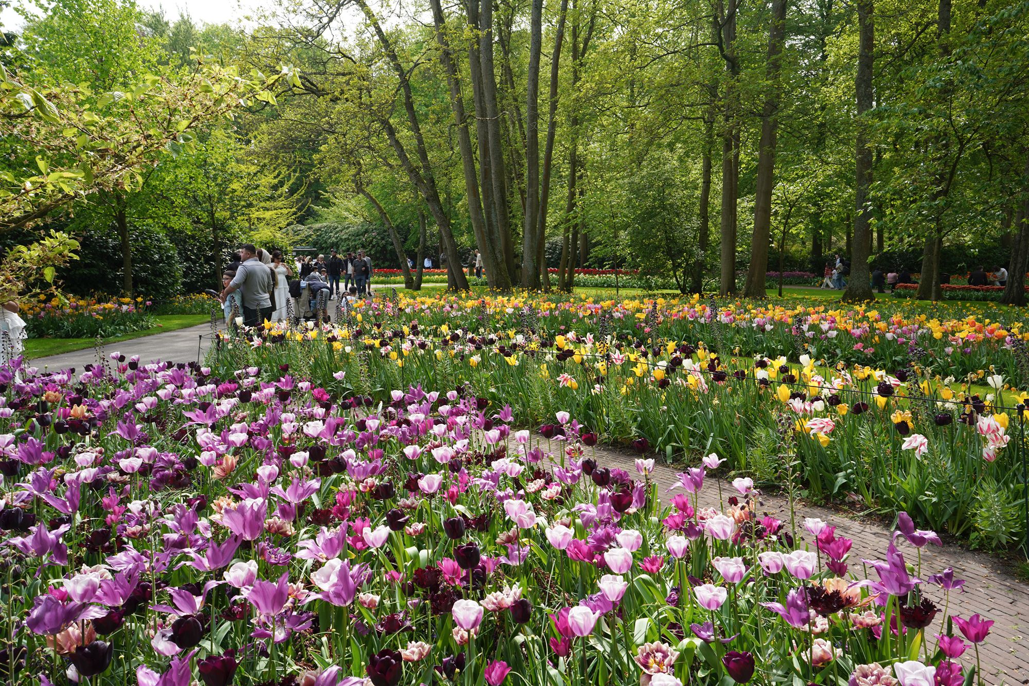 Tulip Garden II (46)