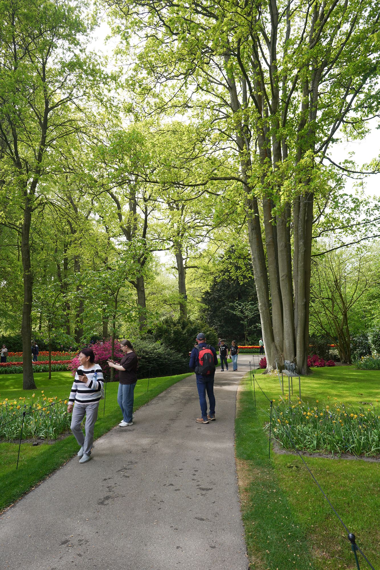 Tulip Garden II (47)