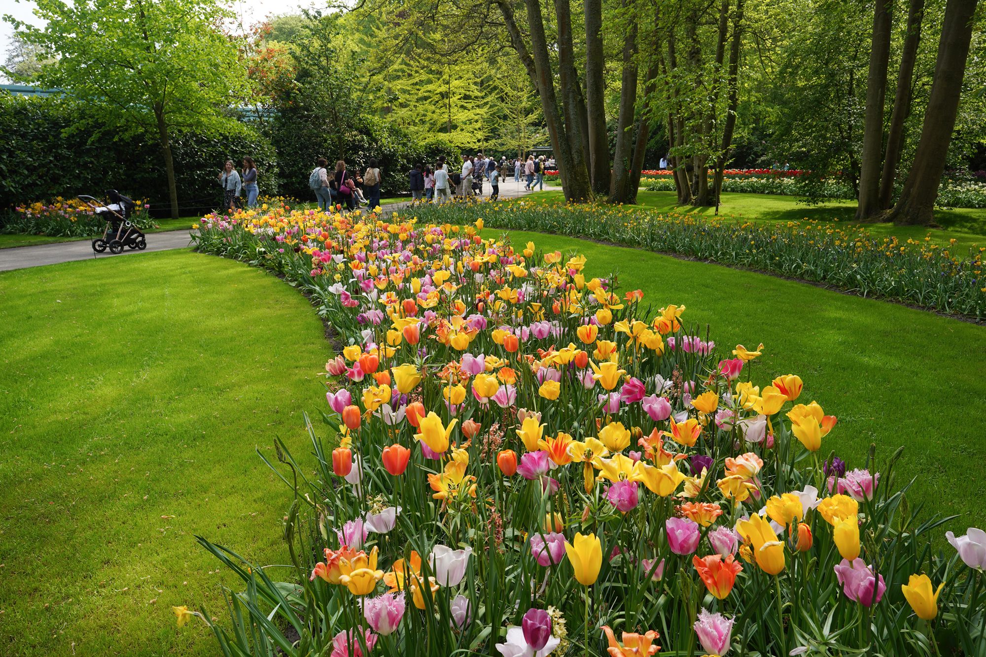 Tulip Garden II (48)