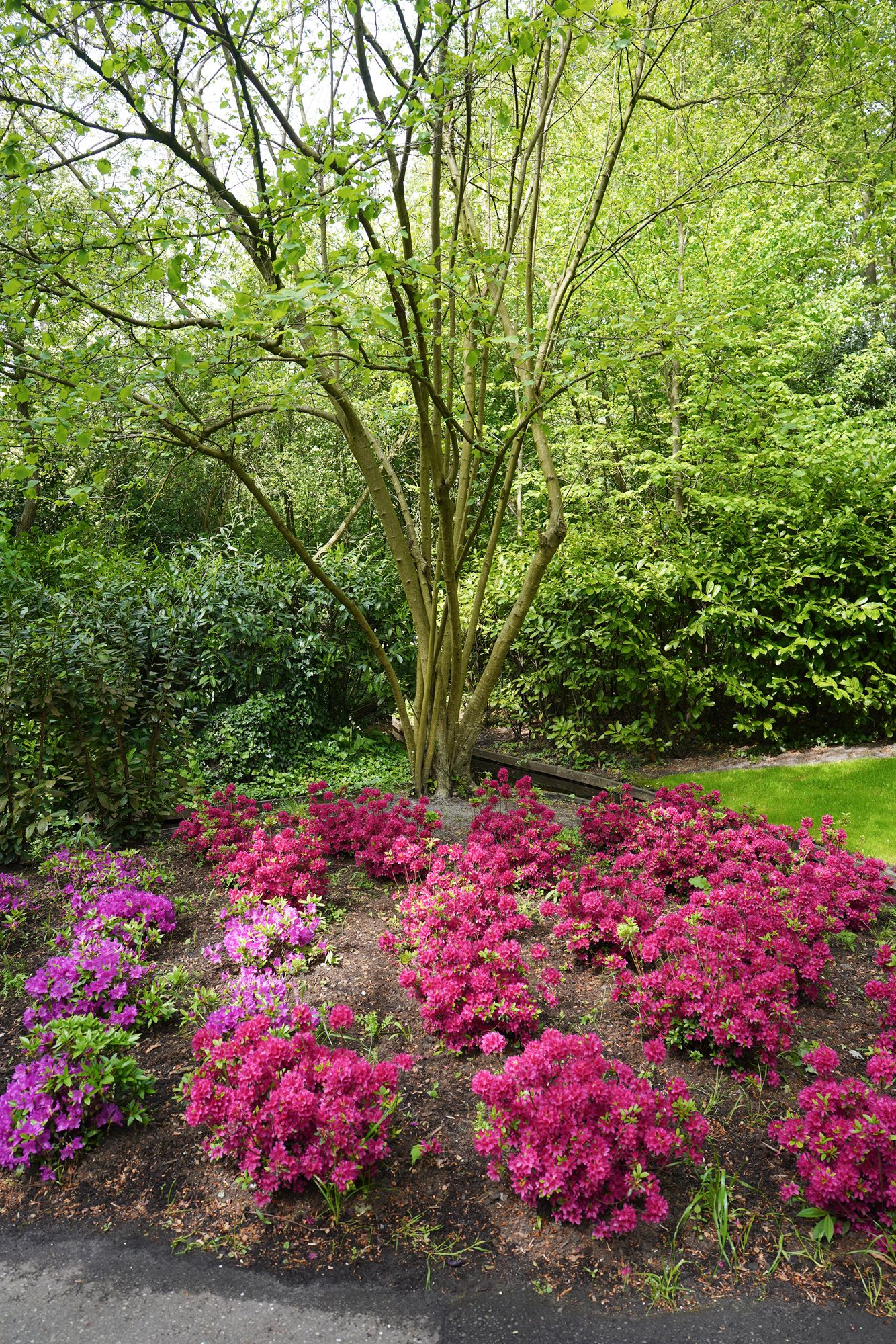 Tulip Garden II (49)