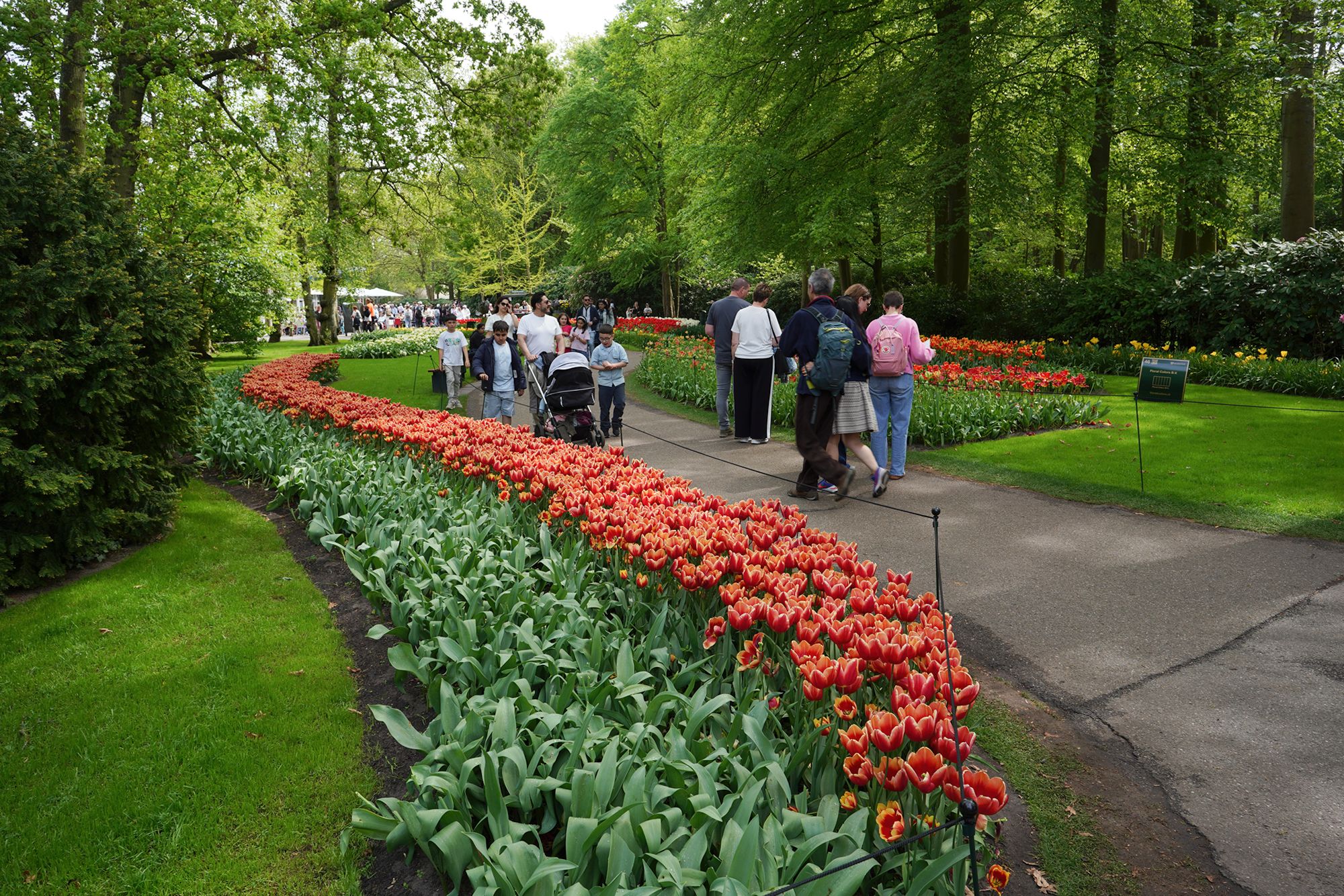 Tulip Garden II (50)
