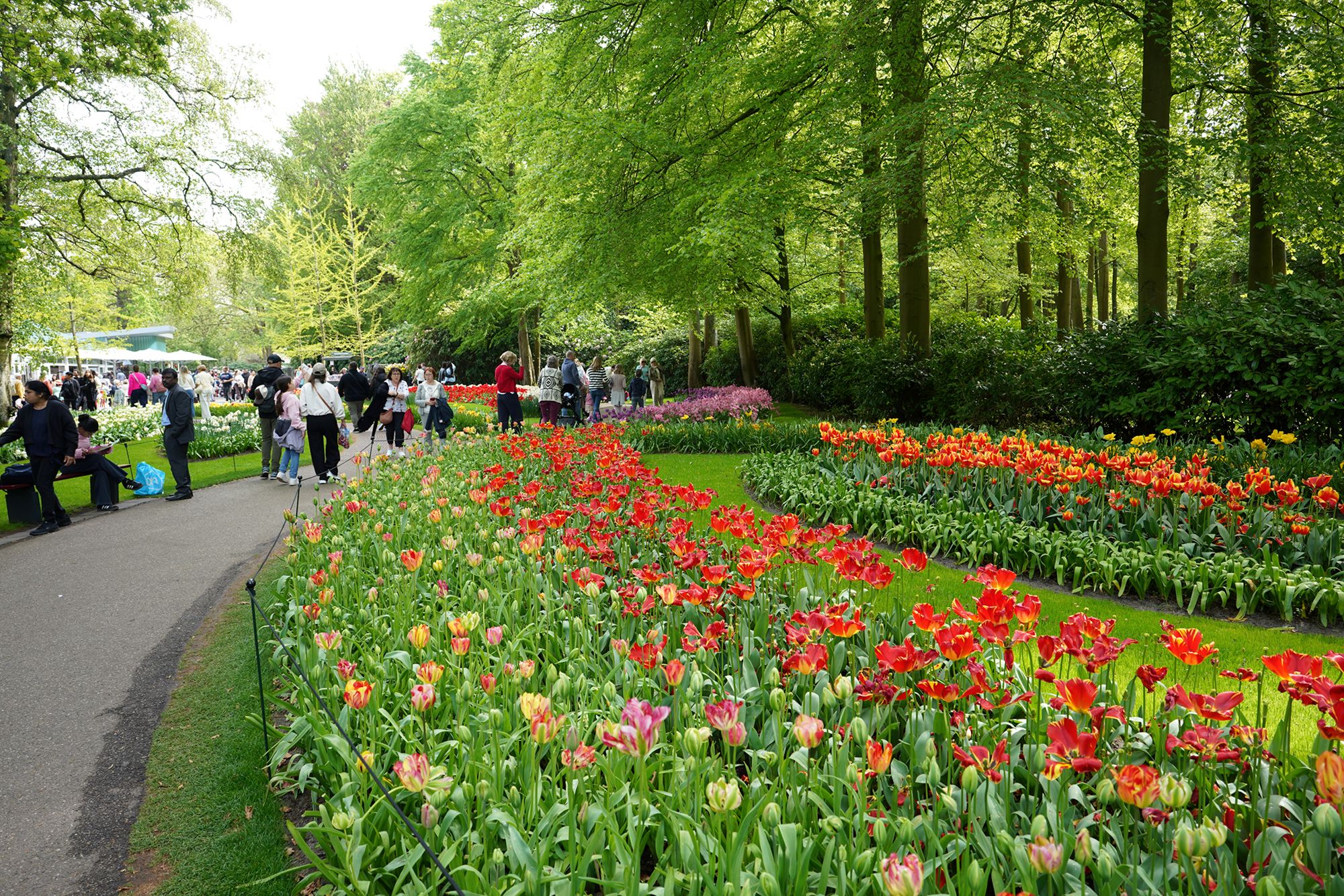 Tulip Garden II (51)