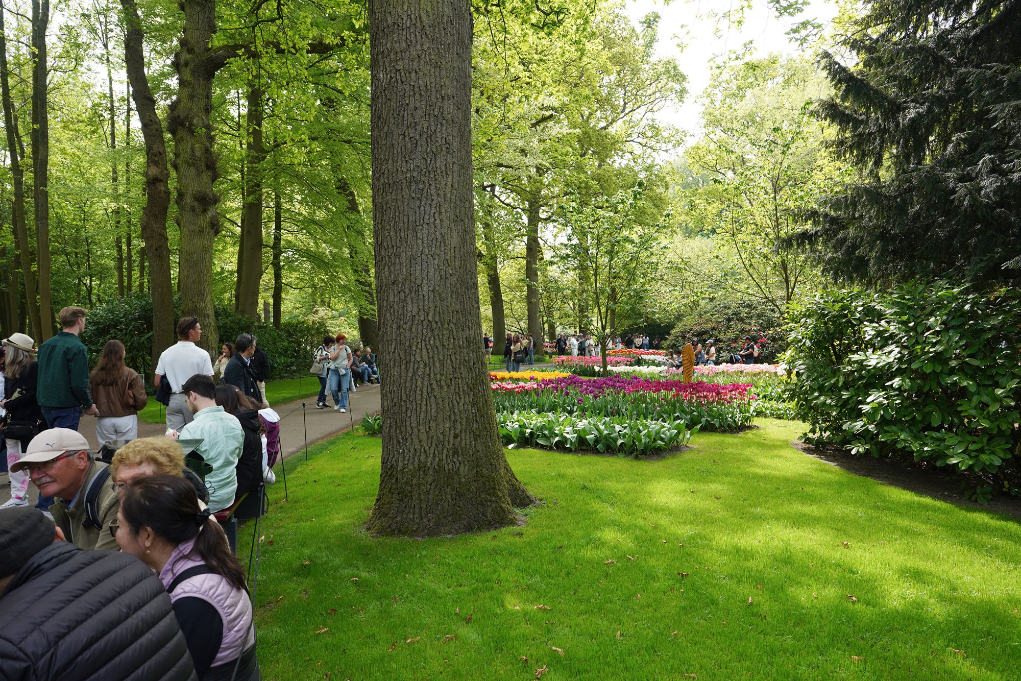 Tulip Garden II (52)