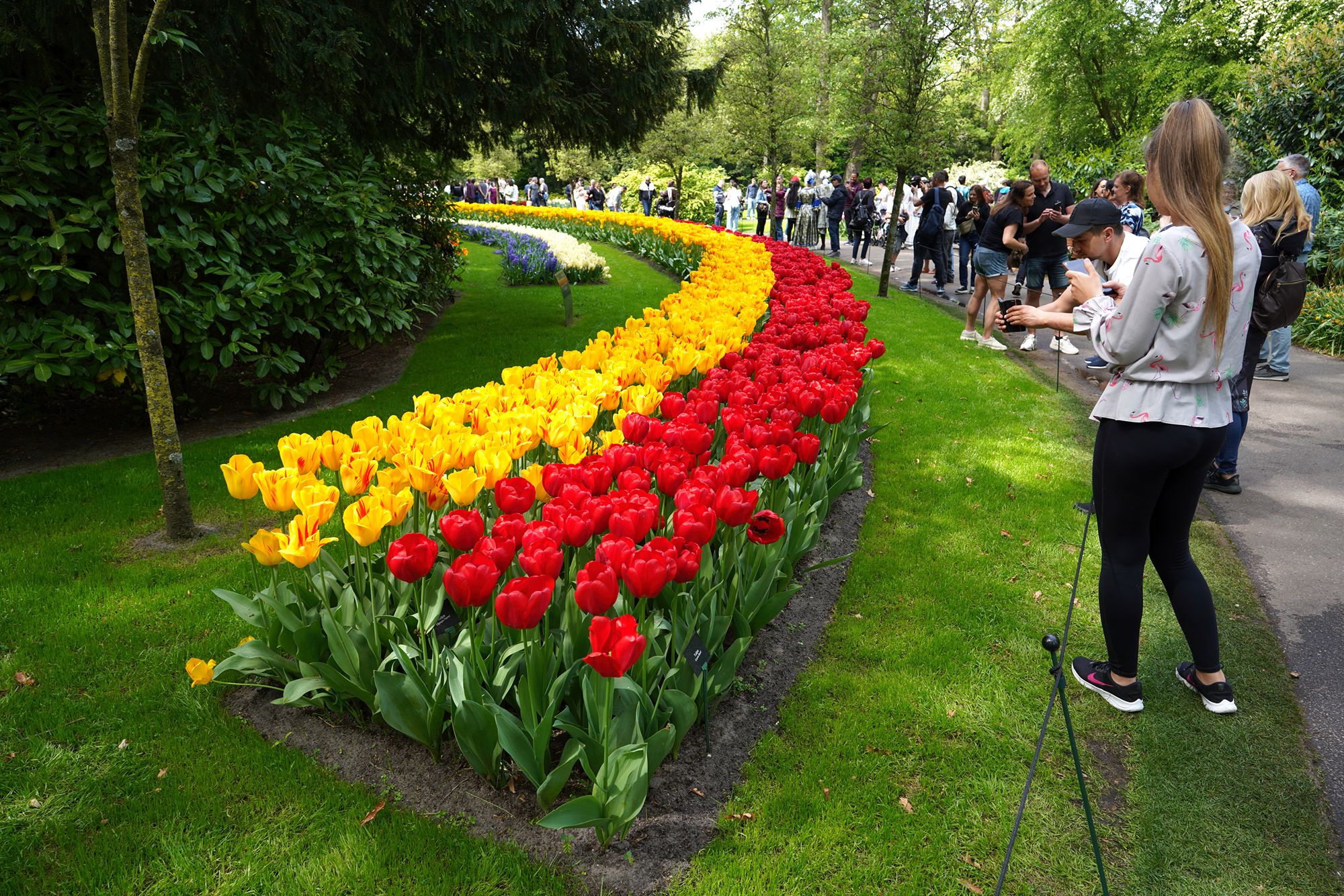 Tulip Garden II (53)