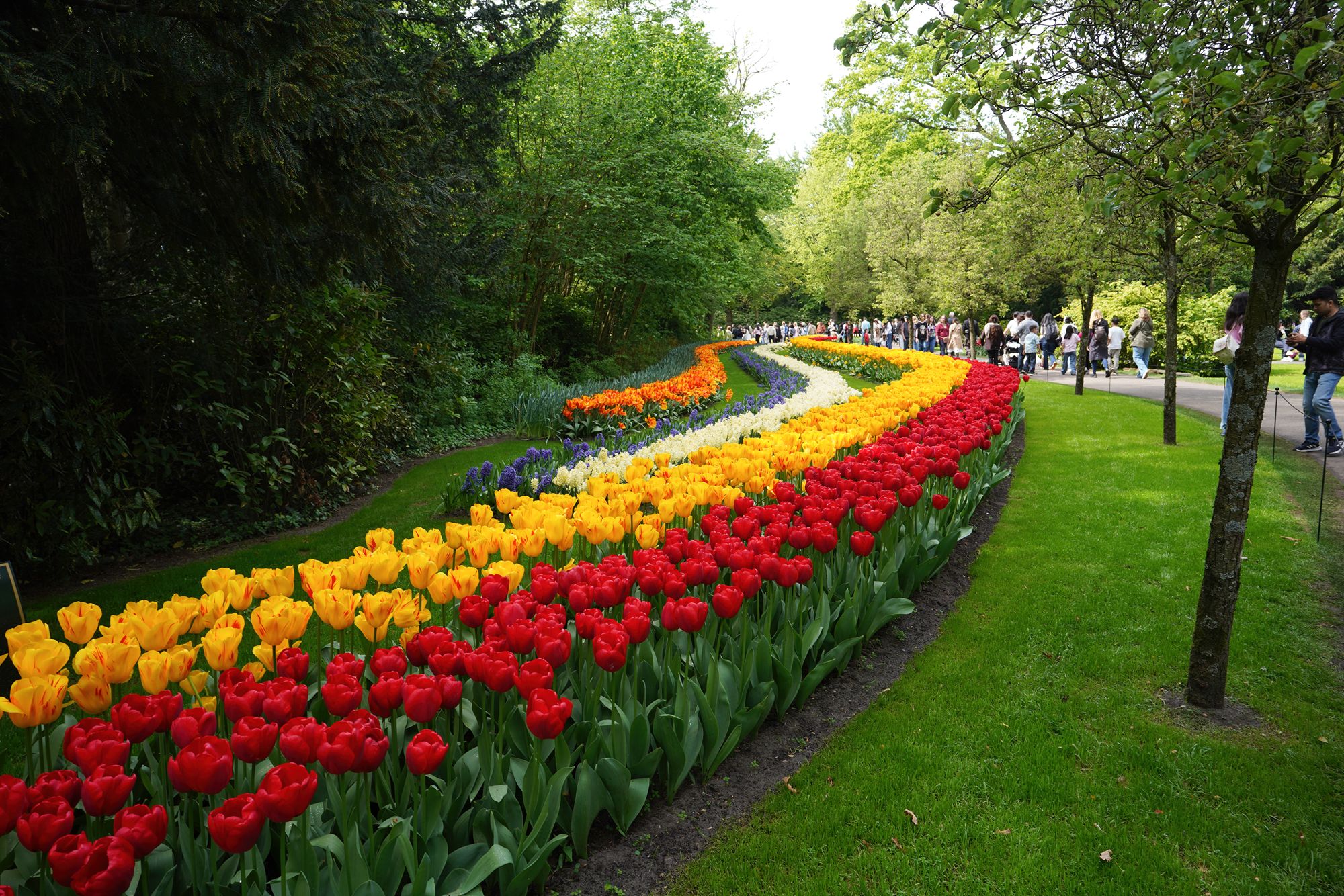 Tulip Garden II (54)