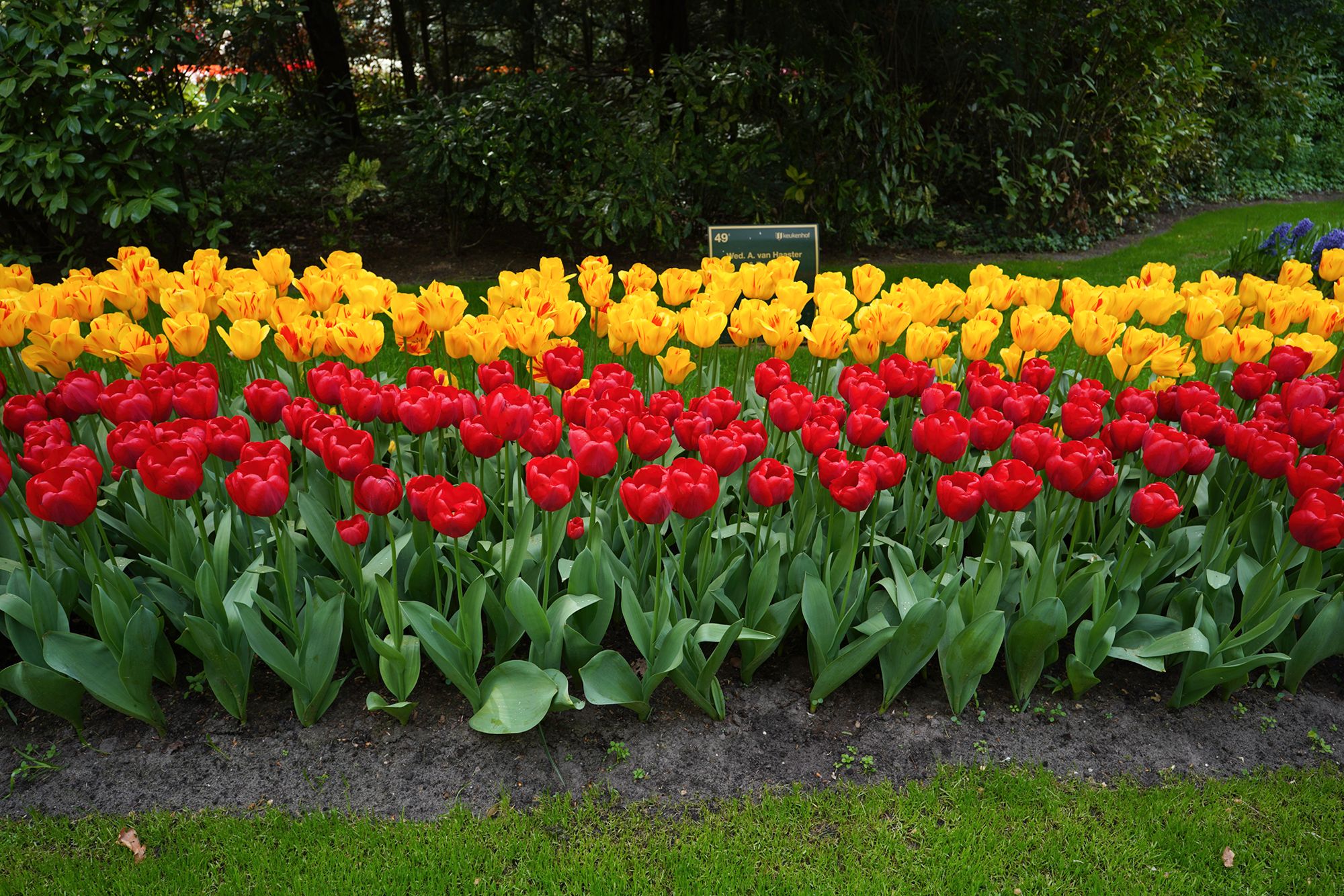 Tulip Garden II (55)