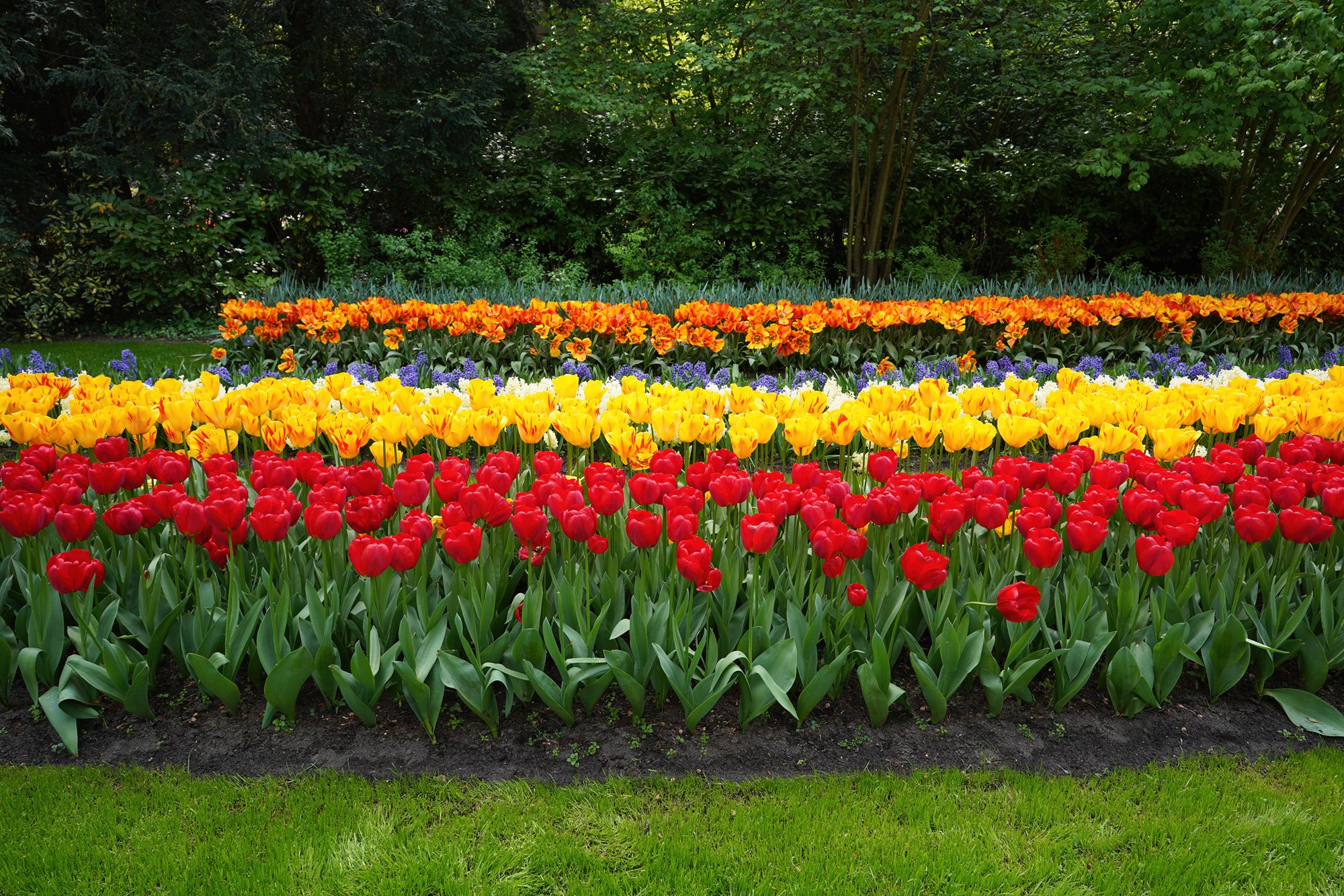 Tulip Garden II (56)