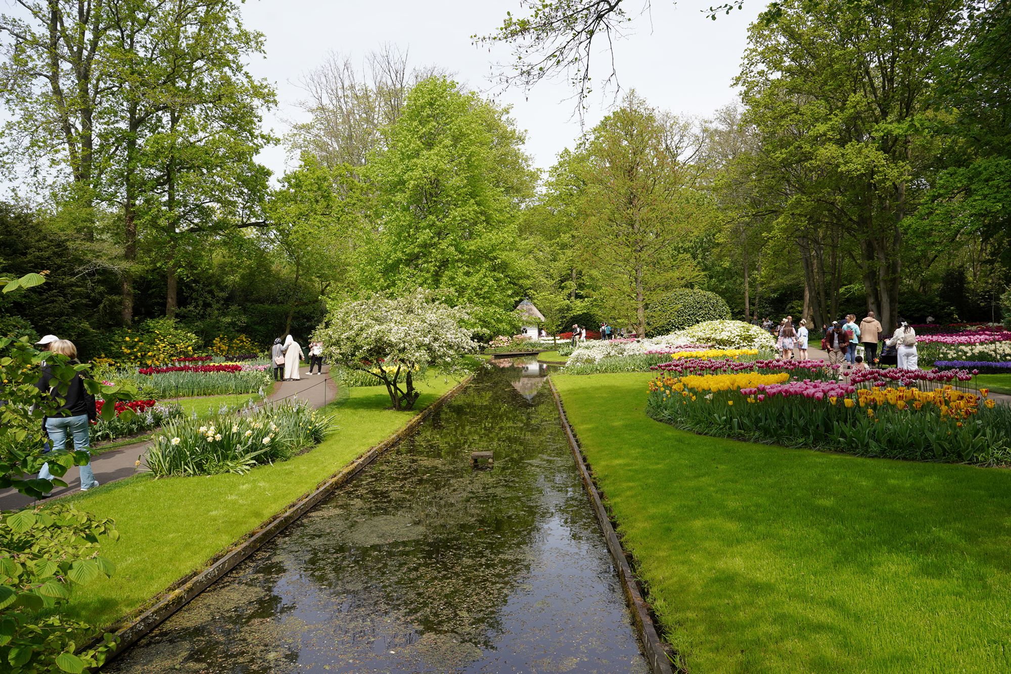 Tulip Garden II (57)
