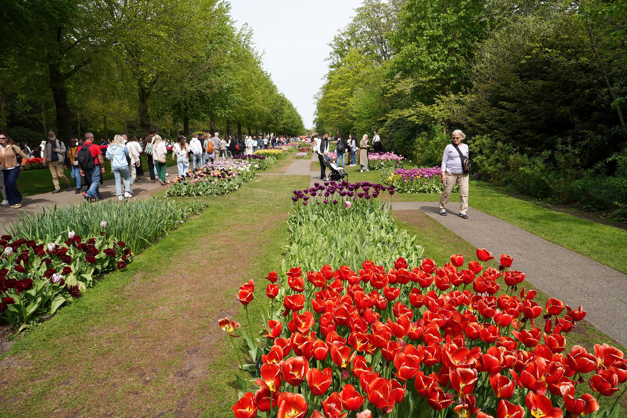 Tulip Garden II (58)